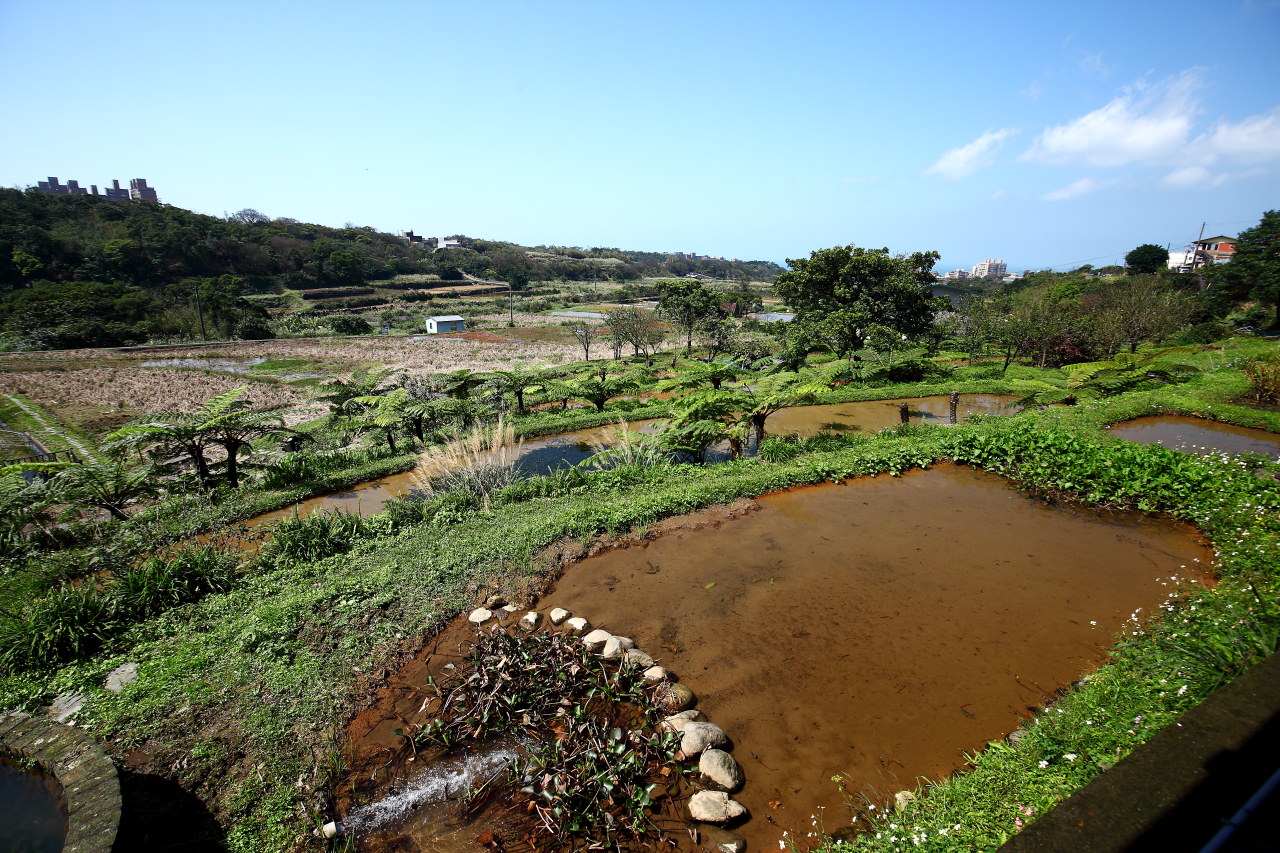 三芝旅遊,共榮社區,安康社區,三芝景點,三芝櫻花,三芝美食,新北市景點