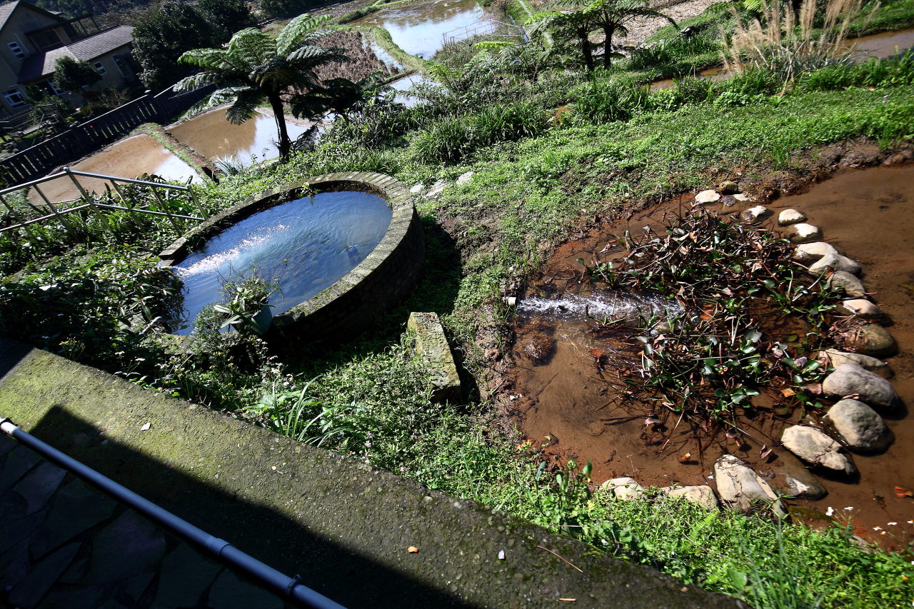 三芝旅遊,共榮社區,安康社區,三芝景點,三芝櫻花,三芝美食,新北市景點
