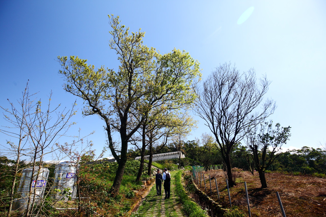 三芝旅遊,共榮社區,安康社區,三芝景點,三芝櫻花,三芝美食,新北市景點