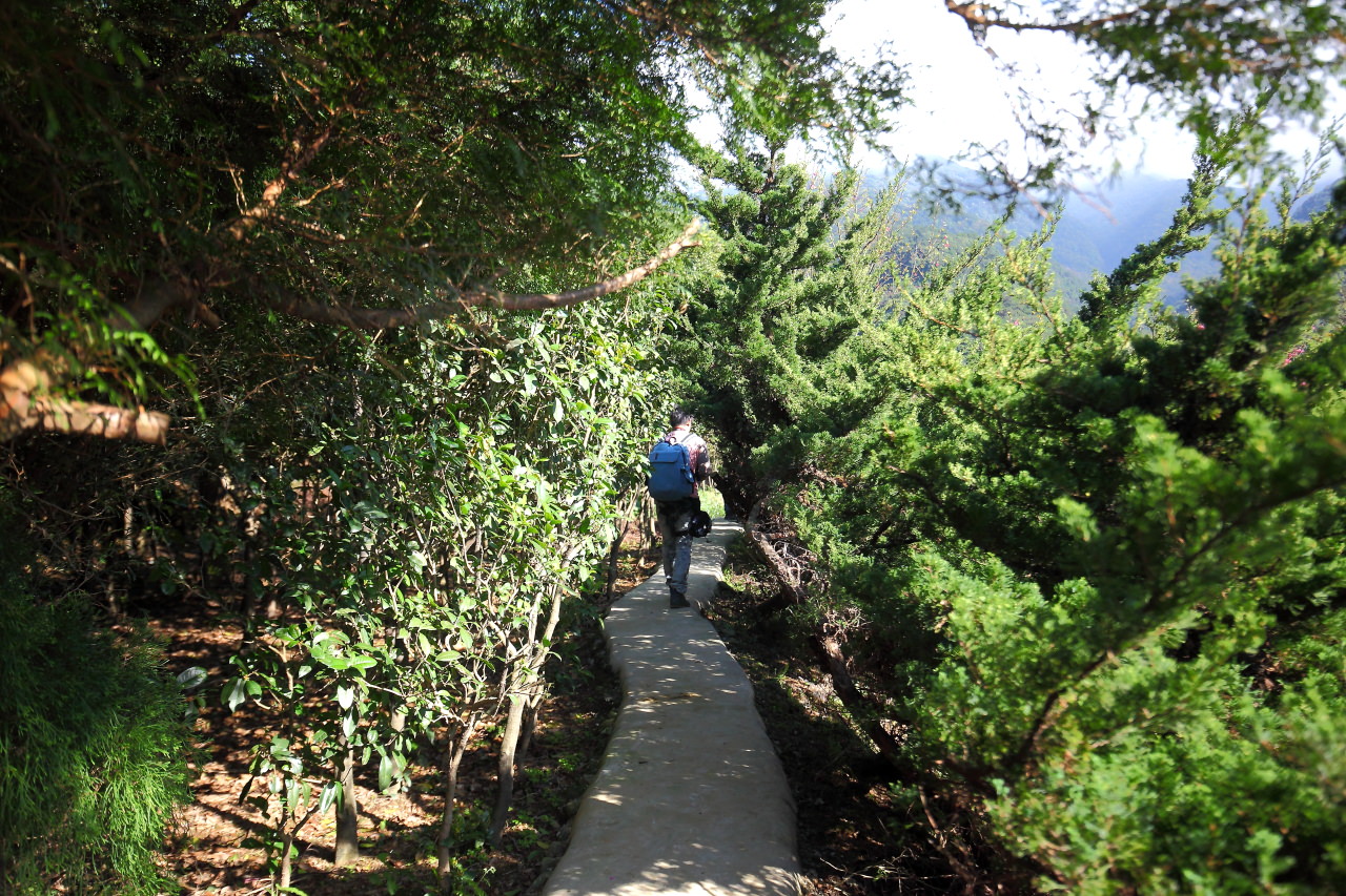 三芝旅遊,共榮社區,安康社區,三芝景點,三芝櫻花,三芝美食,新北市景點