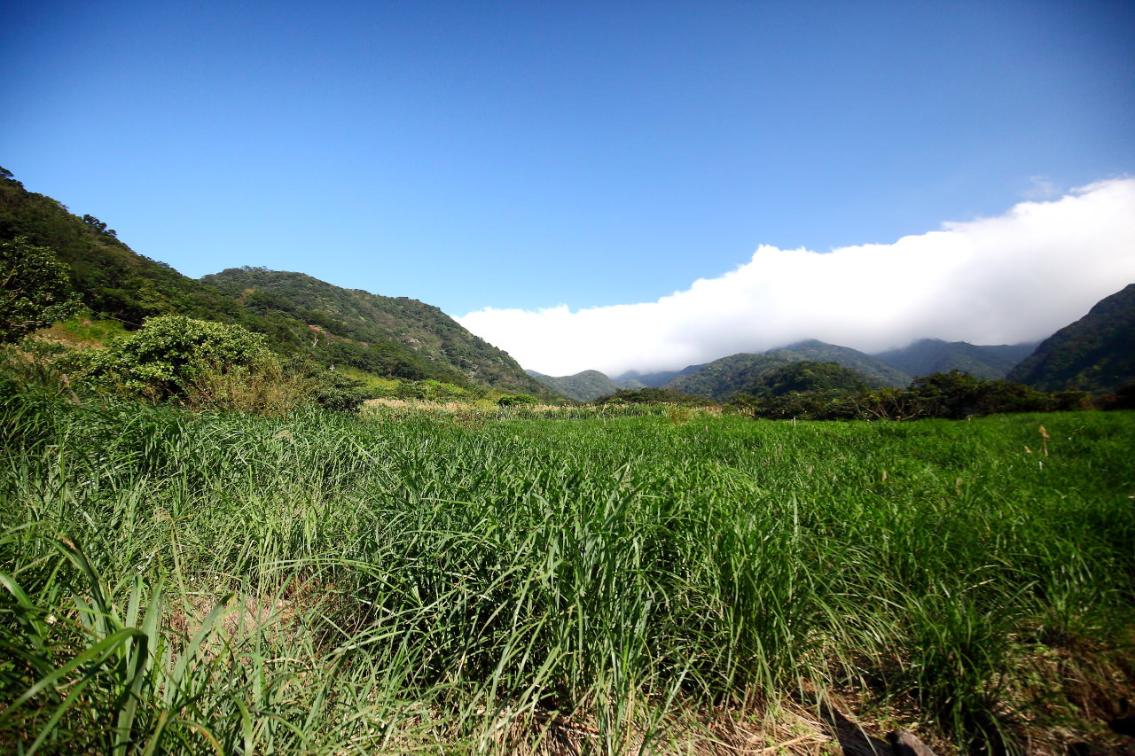 三芝旅遊,共榮社區,安康社區,三芝景點,三芝櫻花,三芝美食,新北市景點