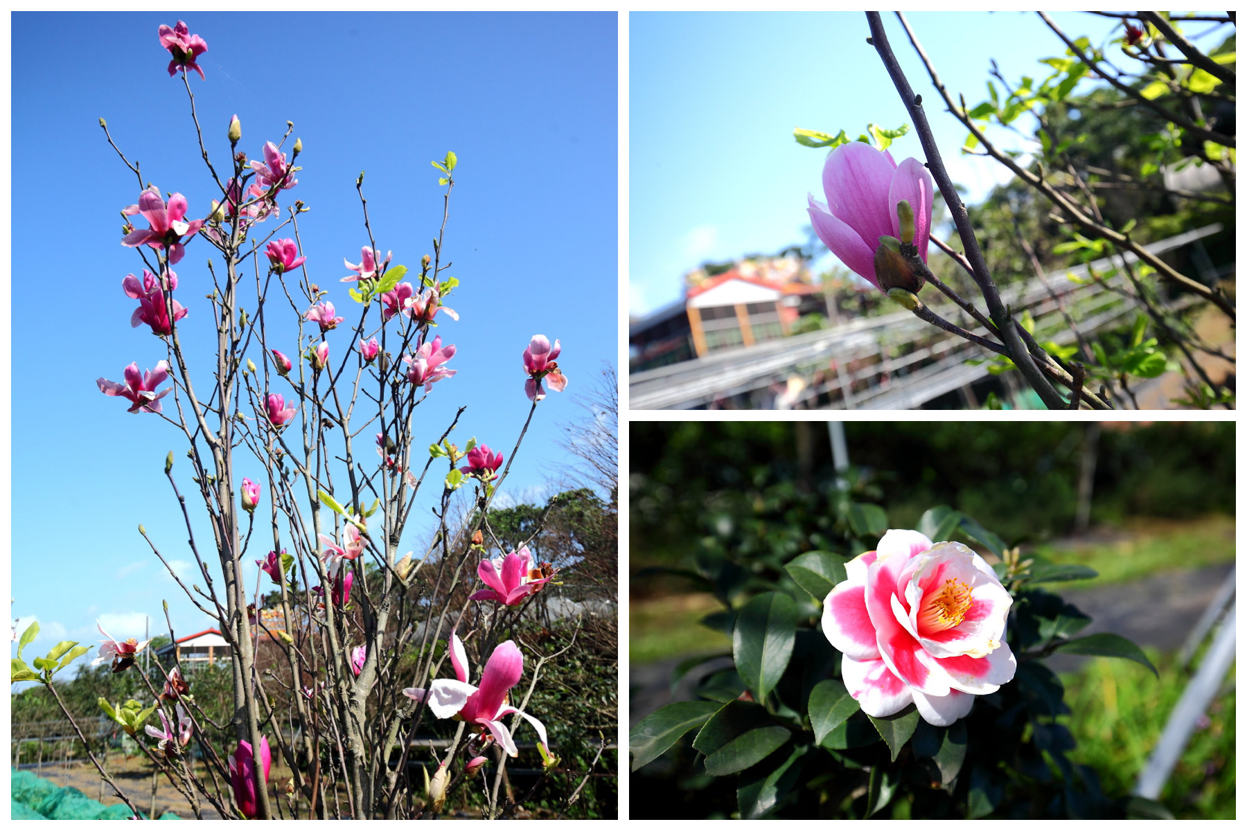 三芝旅遊,共榮社區,安康社區,三芝景點,三芝櫻花,三芝美食,新北市景點
