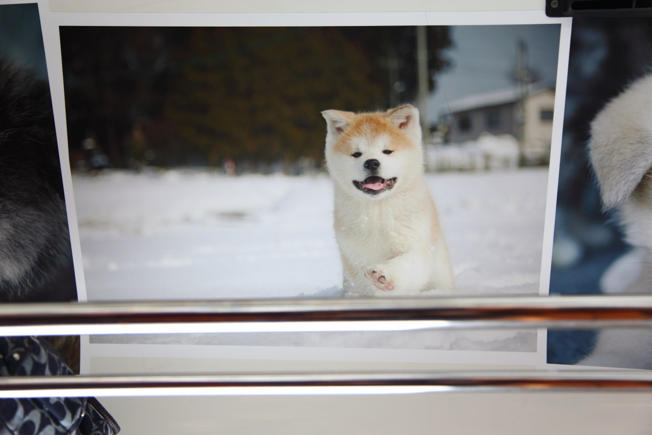 戀戀秋田犬主題路線,樂吃夠！日本,日本東北旅遊,秋田內陸縱貫鐵道,秋田旅遊
