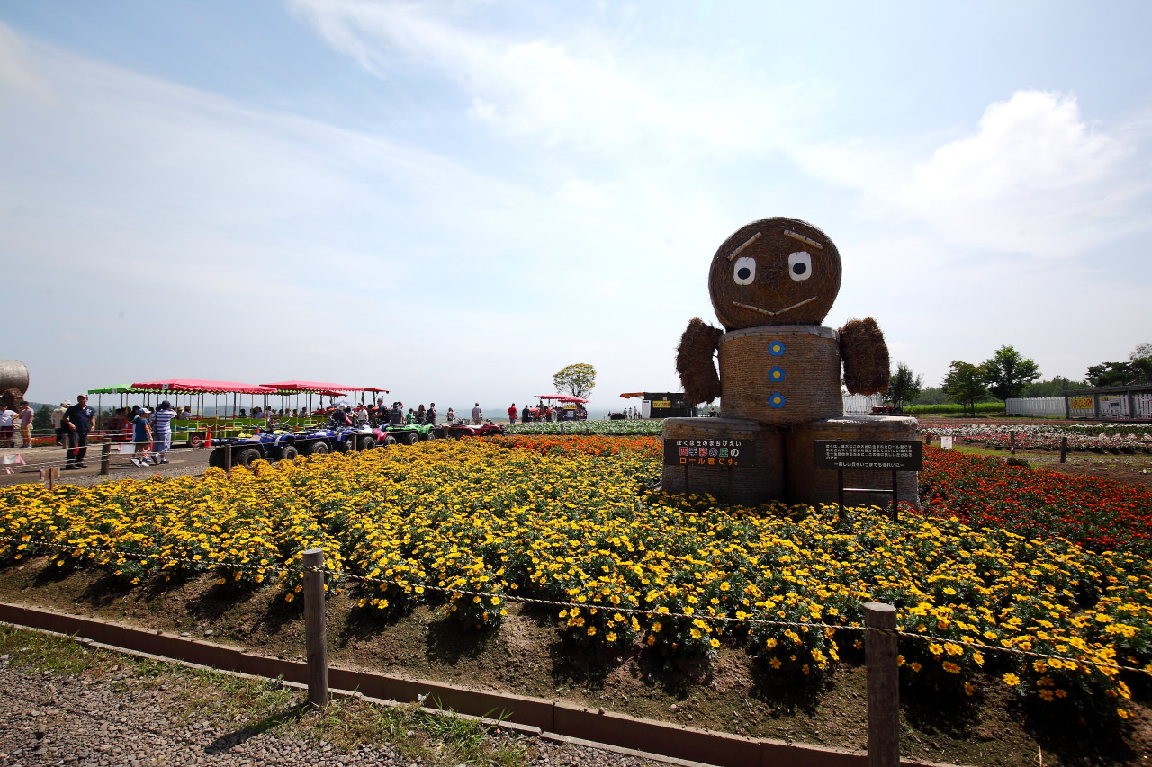 富良野,四季彩之丘,富田農場,夏季北海道,北海道花季,北海道旅遊,美瑛