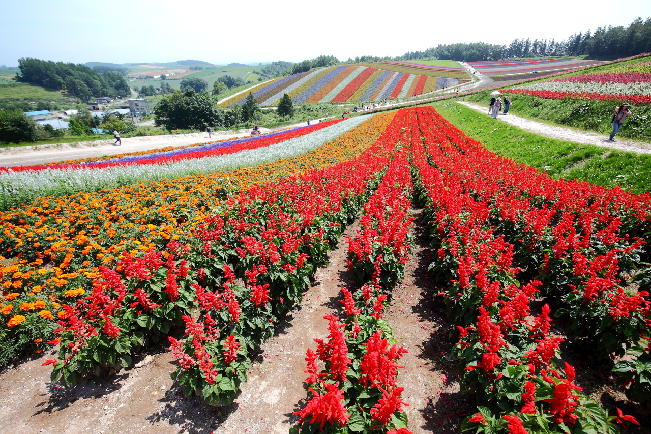 富田農場,夏季北海道,北海道花季,北海道旅遊,美瑛,富良野,四季彩之丘 @大手牽小手。玩樂趣
