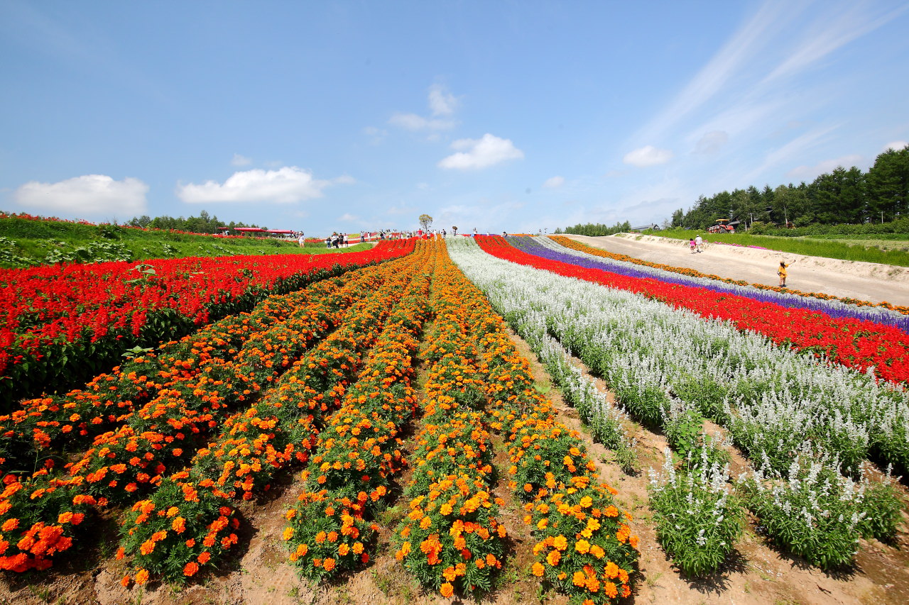 富良野,四季彩之丘,富田農場,夏季北海道,北海道花季,北海道旅遊,美瑛