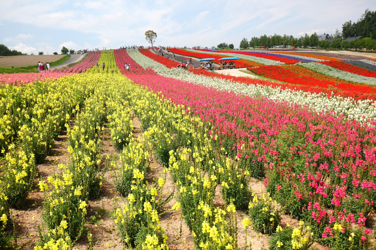 富良野,四季彩之丘,富田農場,夏季北海道,北海道花季,北海道旅遊,美瑛