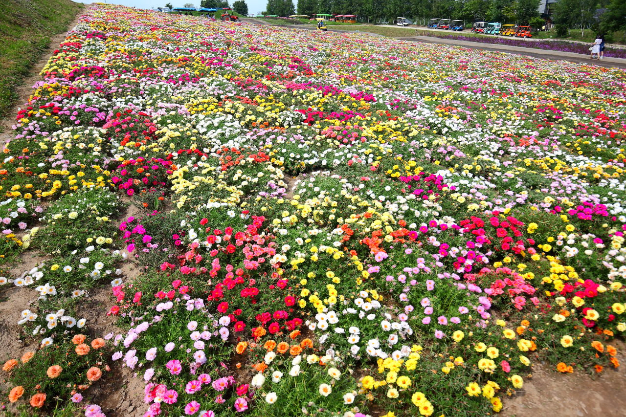富良野,四季彩之丘,富田農場,夏季北海道,北海道花季,北海道旅遊,美瑛