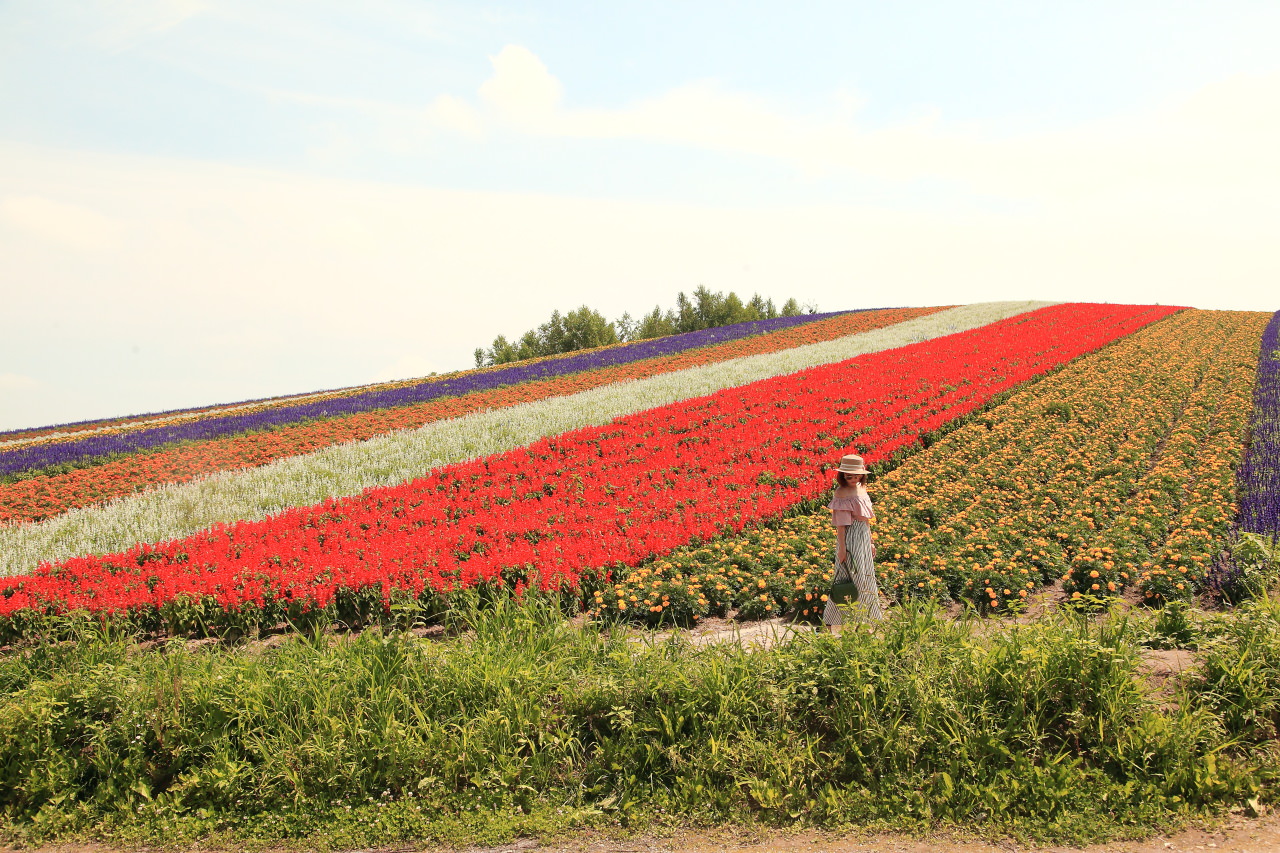 富良野,四季彩之丘,富田農場,夏季北海道,北海道花季,北海道旅遊,美瑛