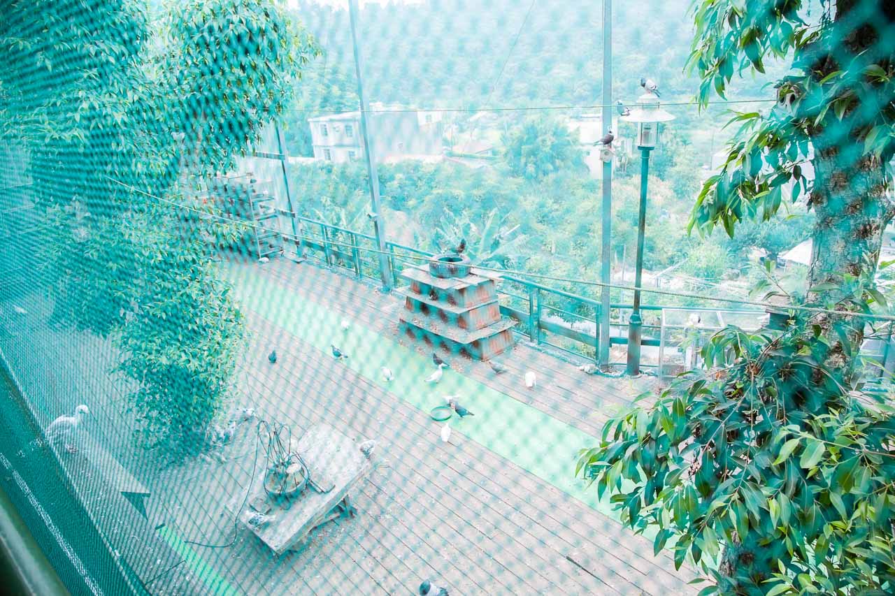 桃園寵物友善,桃園寵物友善餐廳,寵物民宿,寵物住宿,桃園寵物飯店,寵物飯店,寵物住宿推薦,東森山林渡假酒店