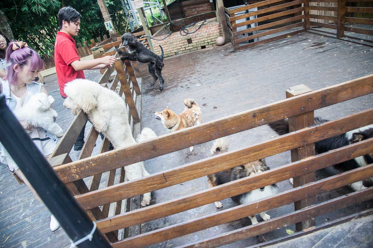 桃園寵物友善,桃園寵物友善餐廳,寵物民宿,寵物住宿,桃園寵物飯店,寵物飯店,寵物住宿推薦,東森山林渡假酒店