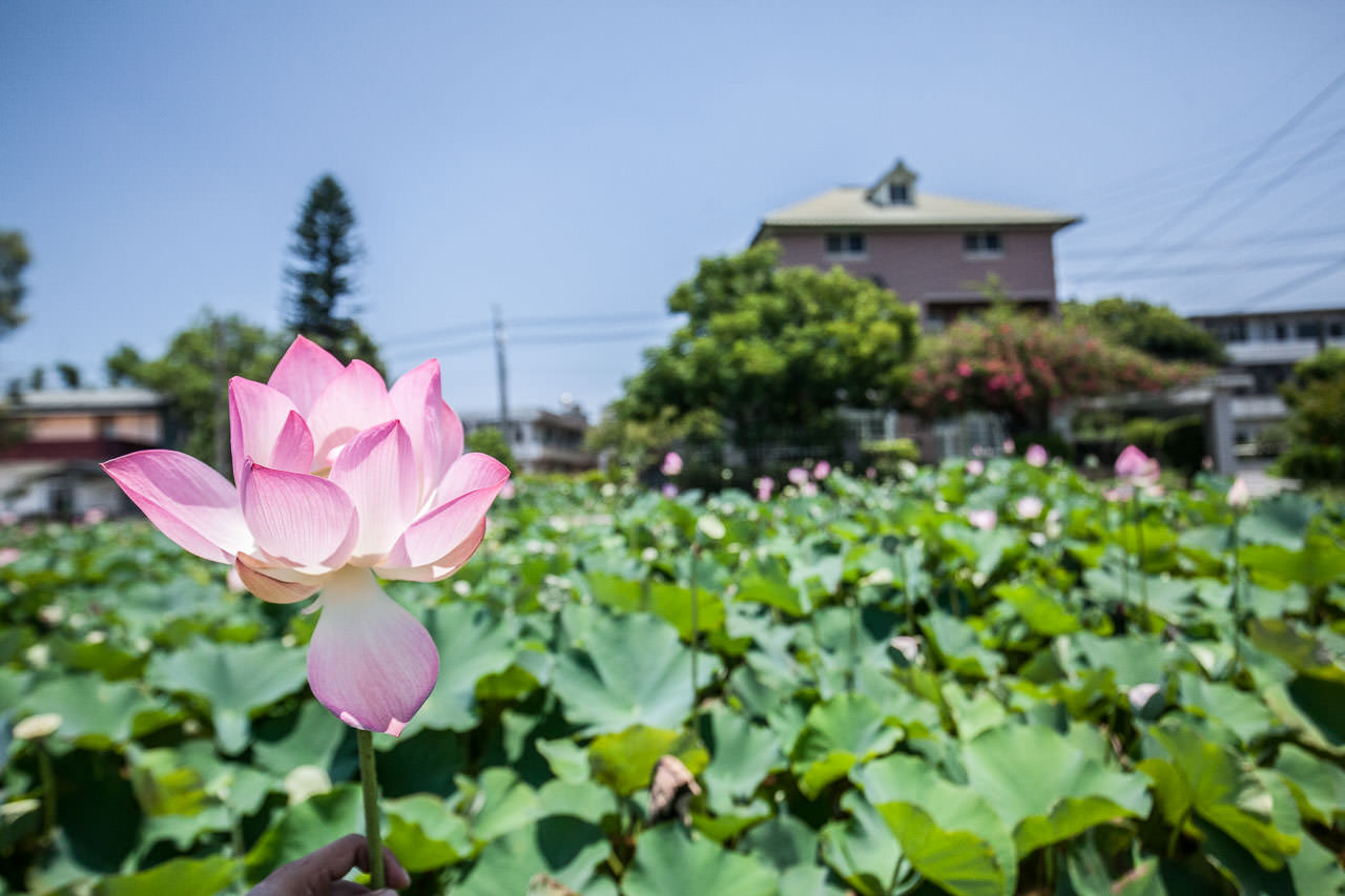 觀音景點,ㄚ昌伯民宿,康莊蓮園民宿,青林農場,桃園民宿,林家古厝,桃園旅遊,桃園景點,觀音民宿,觀音美食,觀音蓮花季,觀音必吃