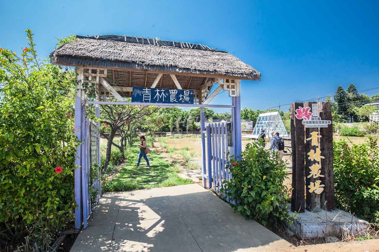 觀音景點,ㄚ昌伯民宿,康莊蓮園民宿,青林農場,桃園民宿,林家古厝,桃園旅遊,桃園景點,觀音民宿,觀音美食,觀音蓮花季,觀音必吃