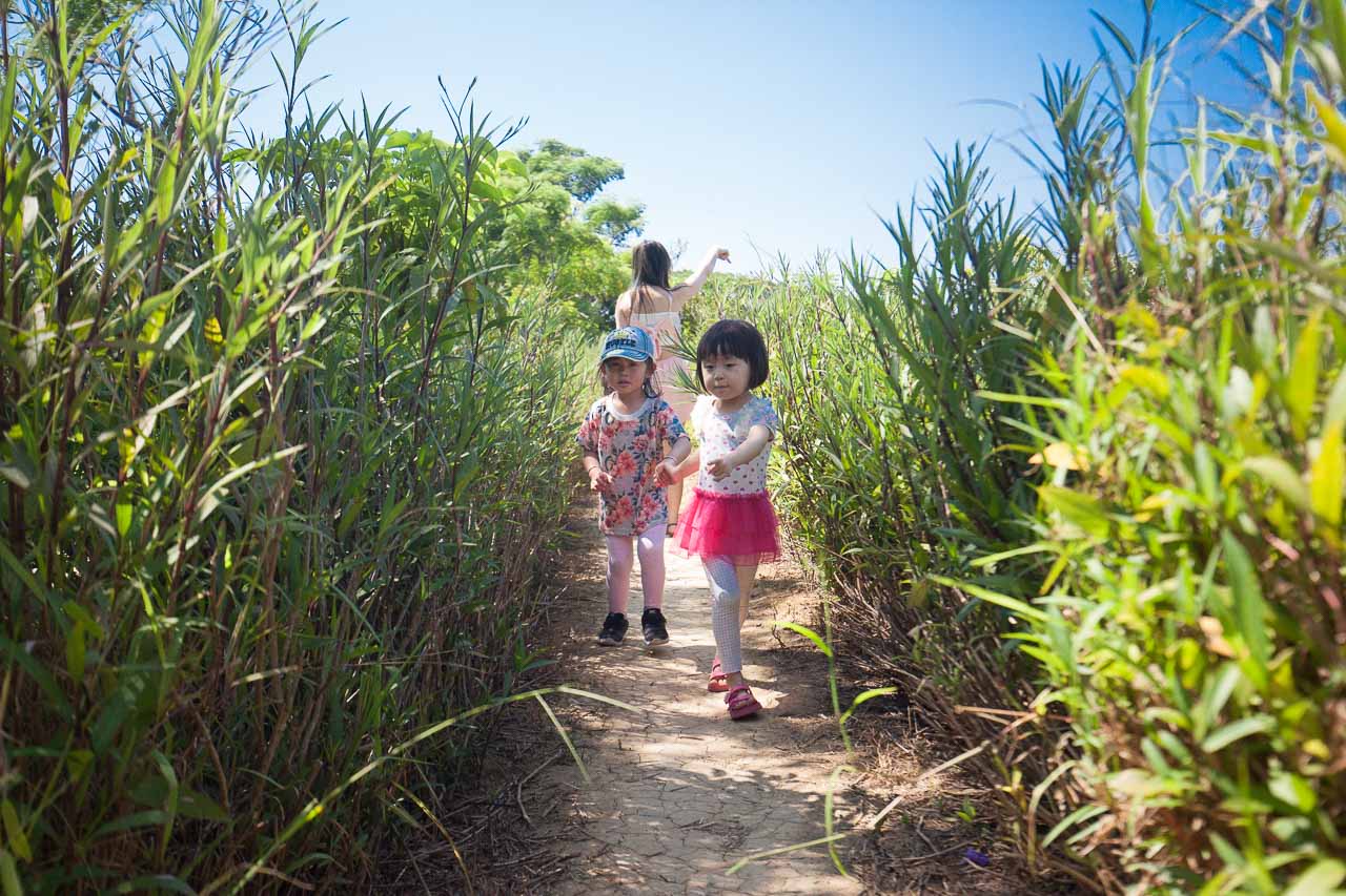 觀音景點,ㄚ昌伯民宿,康莊蓮園民宿,青林農場,桃園民宿,林家古厝,桃園旅遊,桃園景點,觀音民宿,觀音美食,觀音蓮花季,觀音必吃