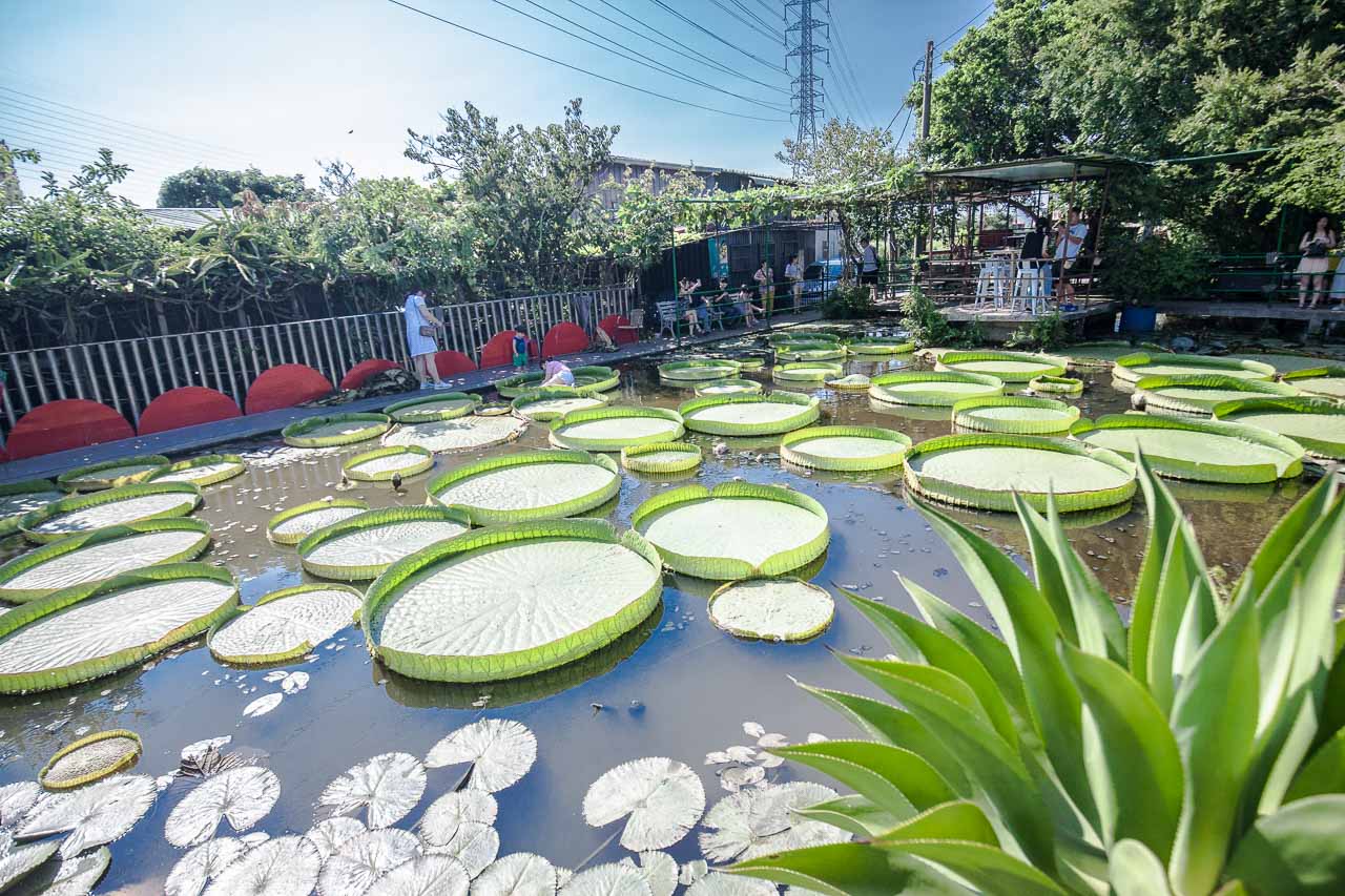 觀音景點,ㄚ昌伯民宿,康莊蓮園民宿,青林農場,桃園民宿,林家古厝,桃園旅遊,桃園景點,觀音民宿,觀音美食,觀音蓮花季,觀音必吃