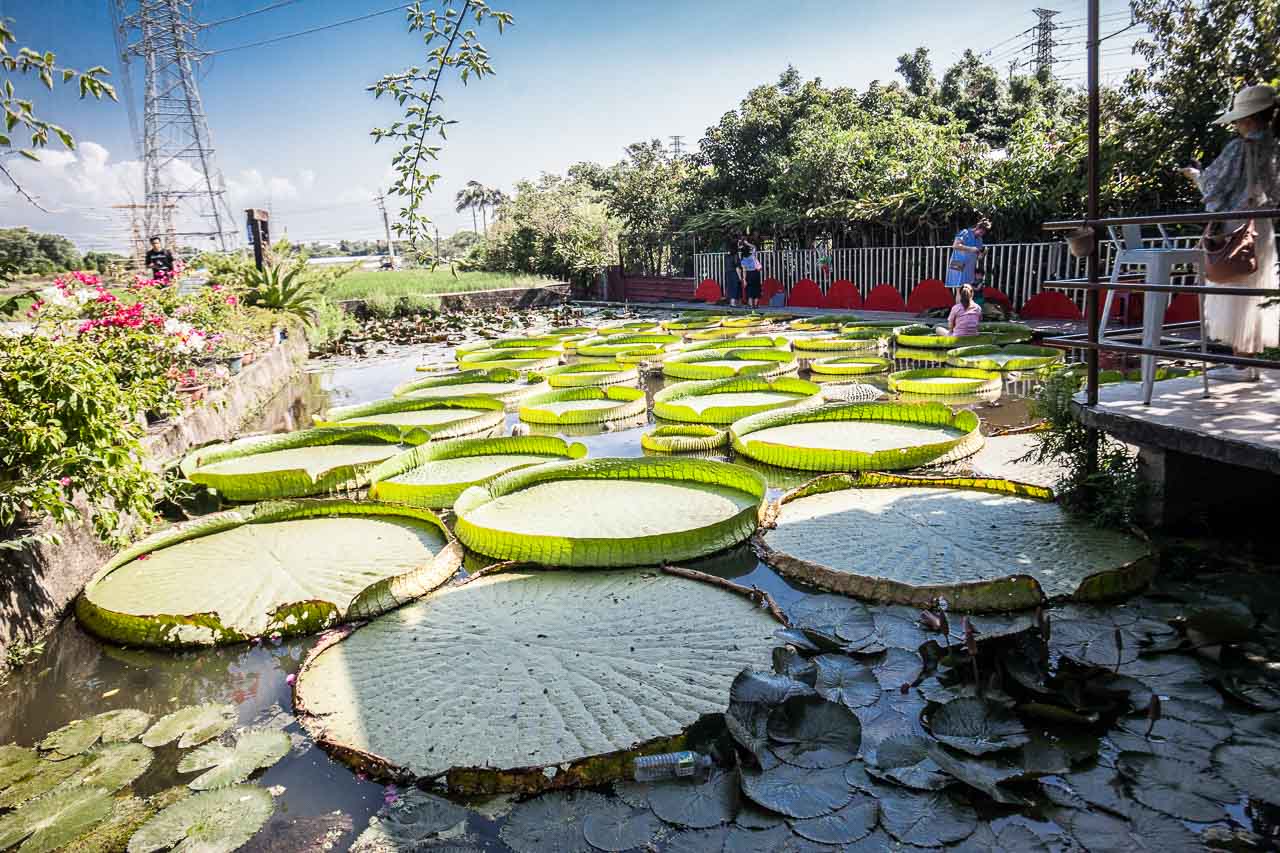 觀音景點,ㄚ昌伯民宿,康莊蓮園民宿,青林農場,桃園民宿,林家古厝,桃園旅遊,桃園景點,觀音民宿,觀音美食,觀音蓮花季,觀音必吃