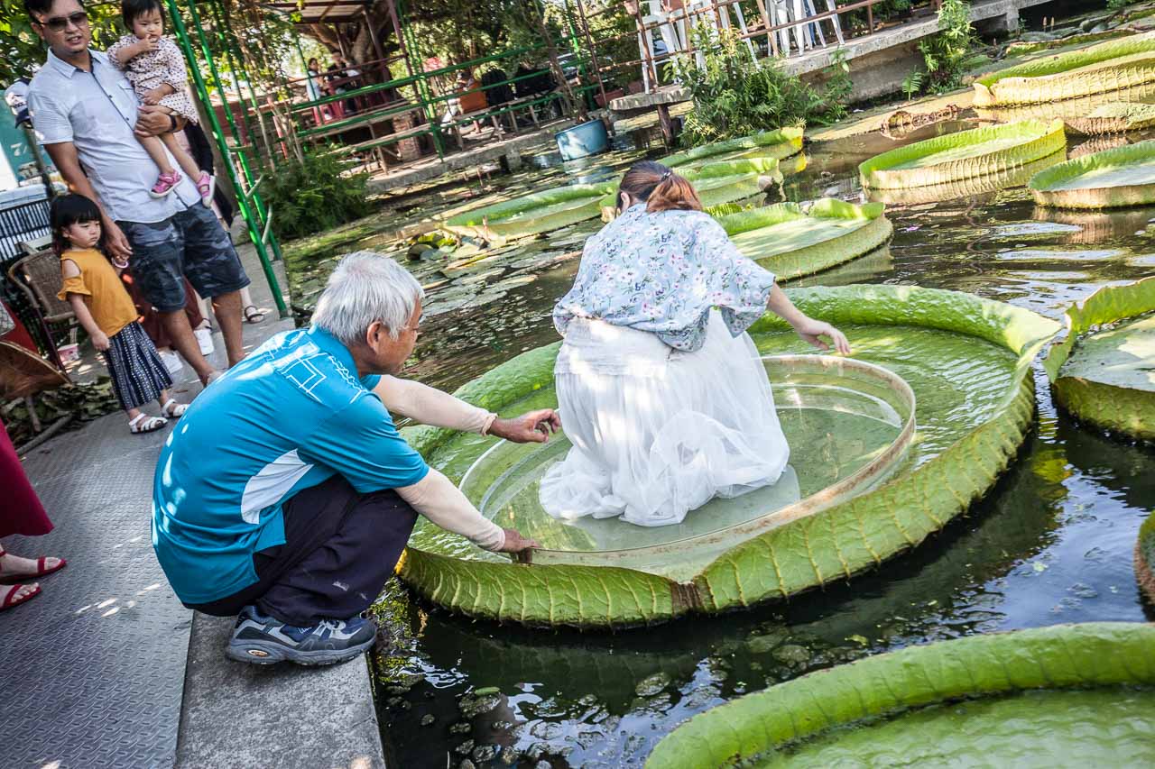 觀音景點,ㄚ昌伯民宿,康莊蓮園民宿,青林農場,桃園民宿,林家古厝,桃園旅遊,桃園景點,觀音民宿,觀音美食,觀音蓮花季,觀音必吃