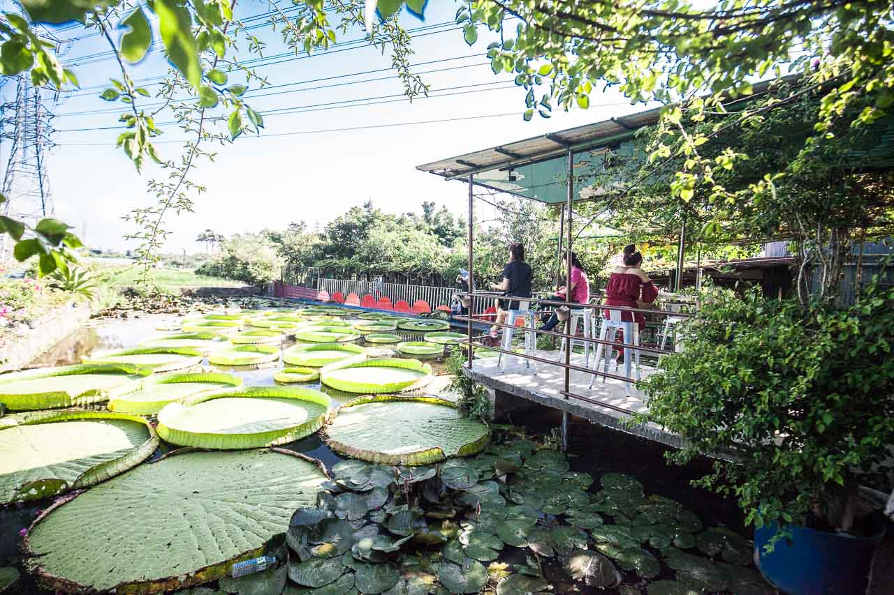 觀音景點,ㄚ昌伯民宿,康莊蓮園民宿,青林農場,桃園民宿,林家古厝,桃園旅遊,桃園景點,觀音民宿,觀音美食,觀音蓮花季,觀音必吃