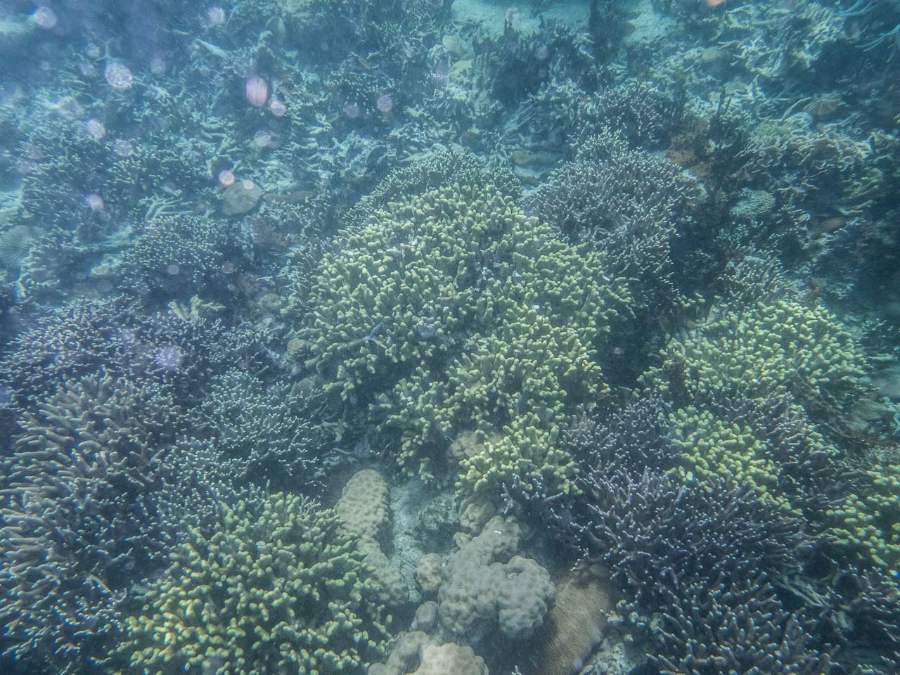 科隆,科隆島,鈦美旅行社科隆島,菲律賓旅遊,菲律賓科隆島,鈦美,鈦美科隆島,科隆島旅遊,科隆島浮潛,鈦美旅行社