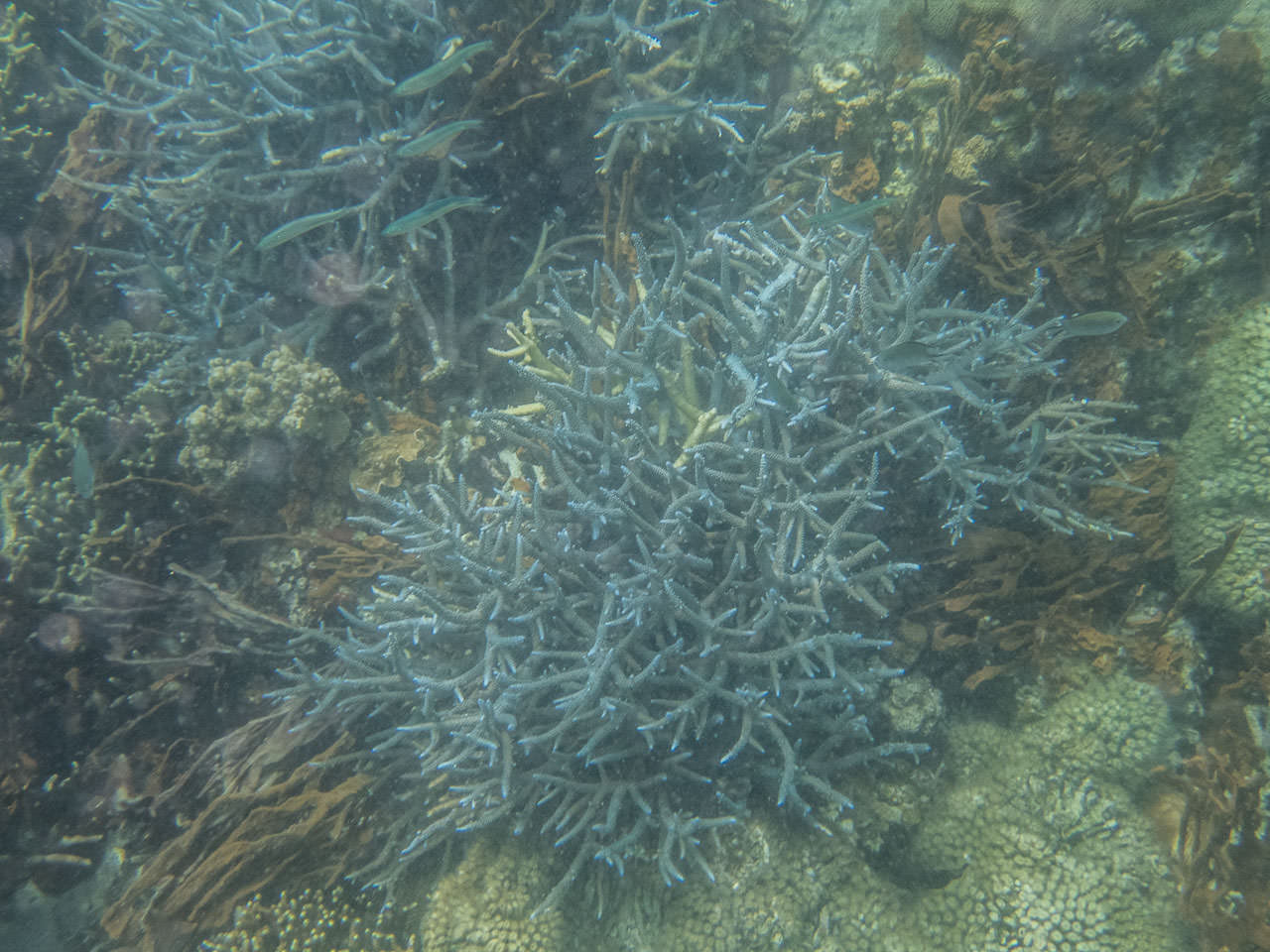 科隆,科隆島,鈦美旅行社科隆島,菲律賓旅遊,菲律賓科隆島,鈦美,鈦美科隆島,科隆島旅遊,科隆島浮潛,鈦美旅行社