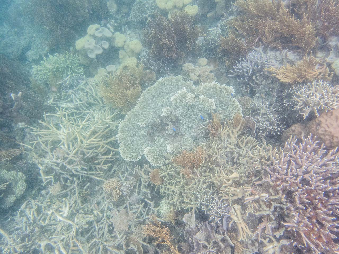 科隆,科隆島,鈦美旅行社科隆島,菲律賓旅遊,菲律賓科隆島,鈦美,鈦美科隆島,科隆島旅遊,科隆島浮潛,鈦美旅行社