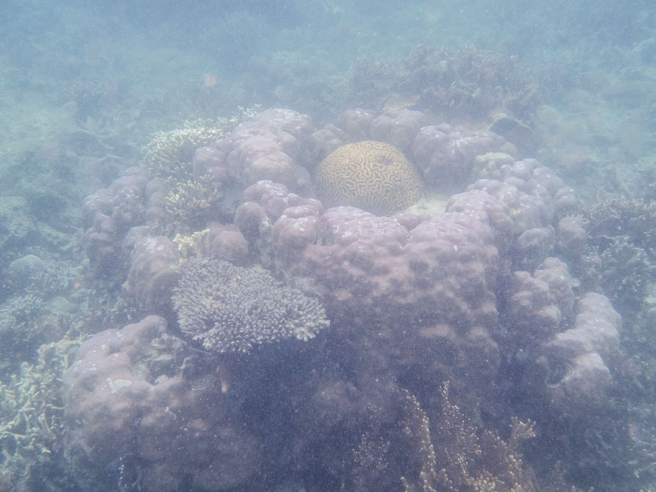科隆,科隆島,鈦美旅行社科隆島,菲律賓旅遊,菲律賓科隆島,鈦美,鈦美科隆島,科隆島旅遊,科隆島浮潛,鈦美旅行社