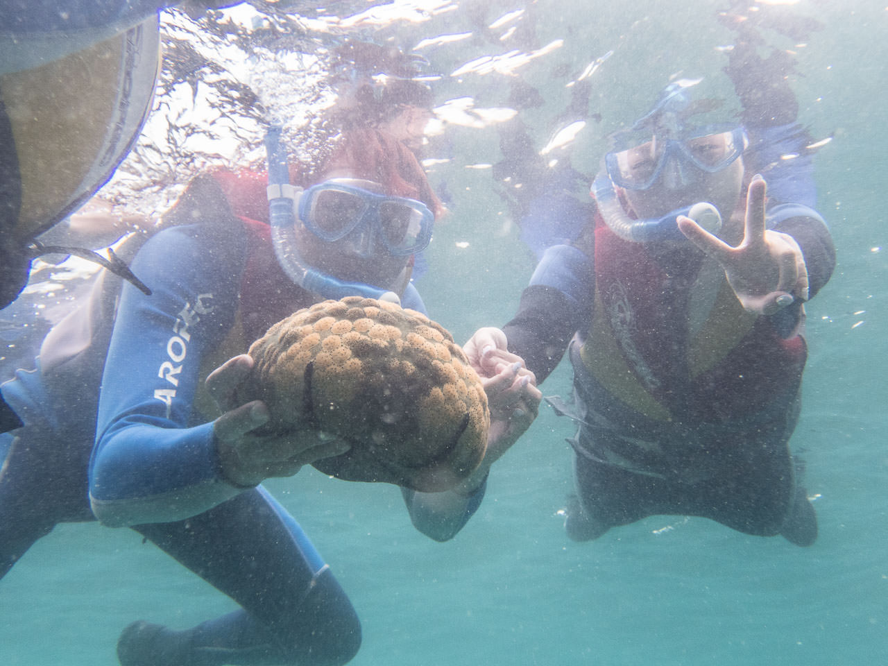 科隆,科隆島,鈦美旅行社科隆島,菲律賓旅遊,菲律賓科隆島,鈦美,鈦美科隆島,科隆島旅遊,科隆島浮潛,鈦美旅行社