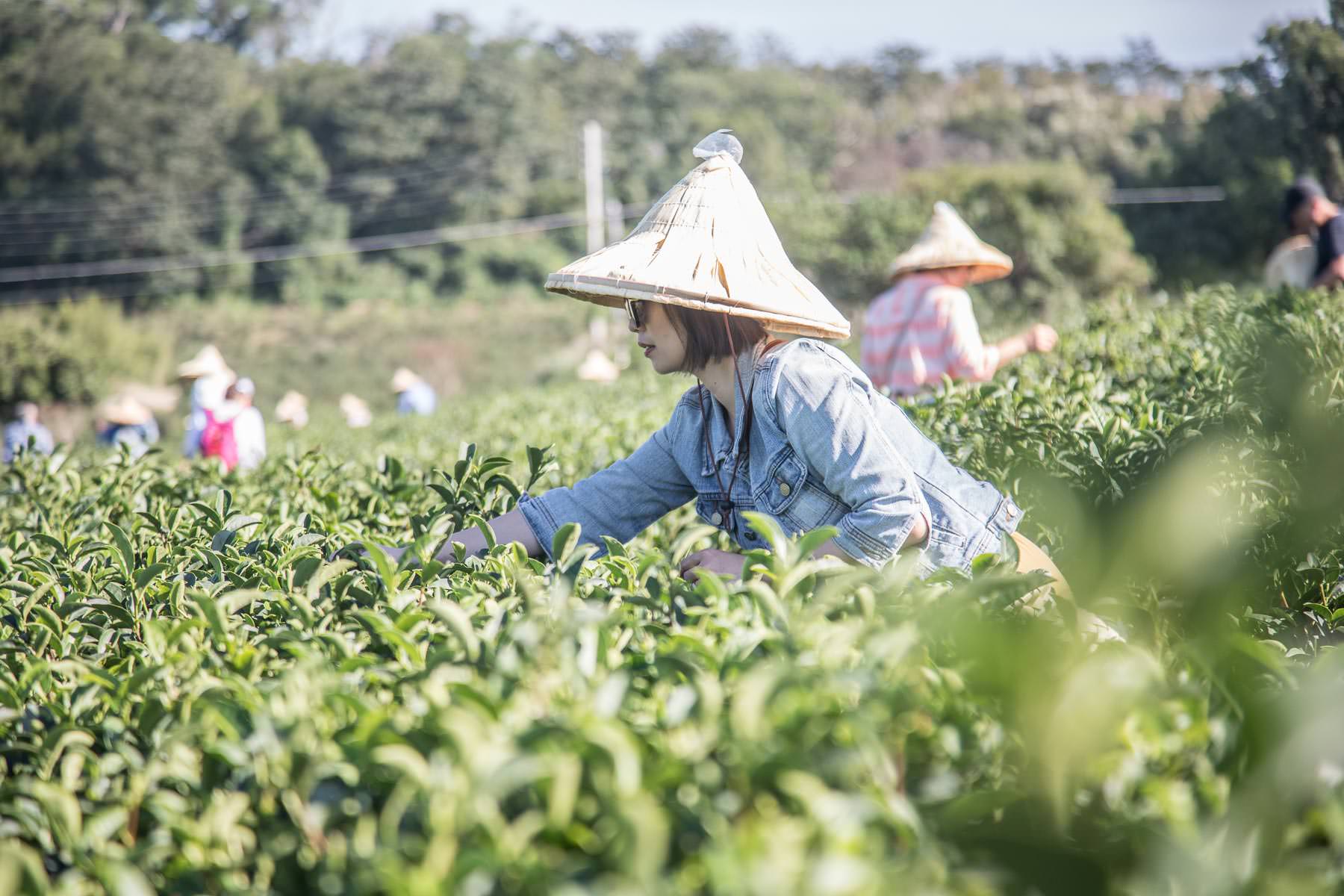 苗栗一日遊,頭份一日遊,苗栗景點,頭份景點,頭份旅遊,苗栗旅遊