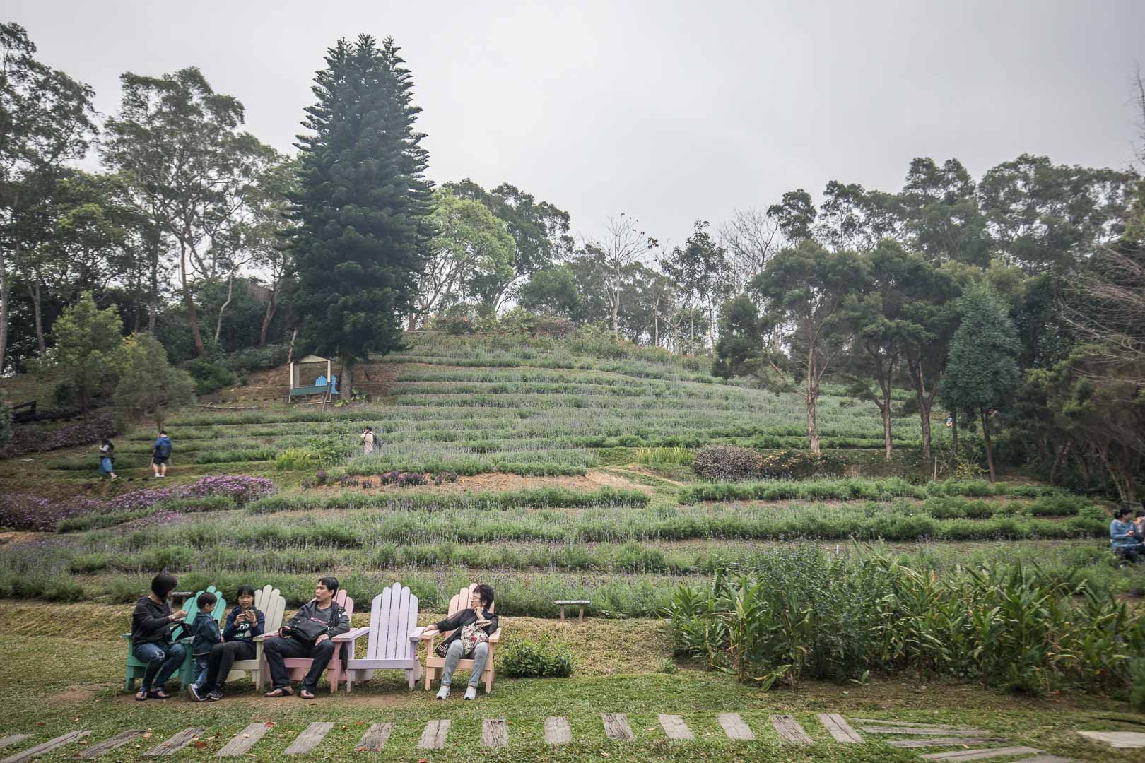 苗栗景點,苗栗旅遊,薰衣草森林,薰衣草森林明德店,苗栗薰衣草森林,苗栗親子景點,三義親子景點