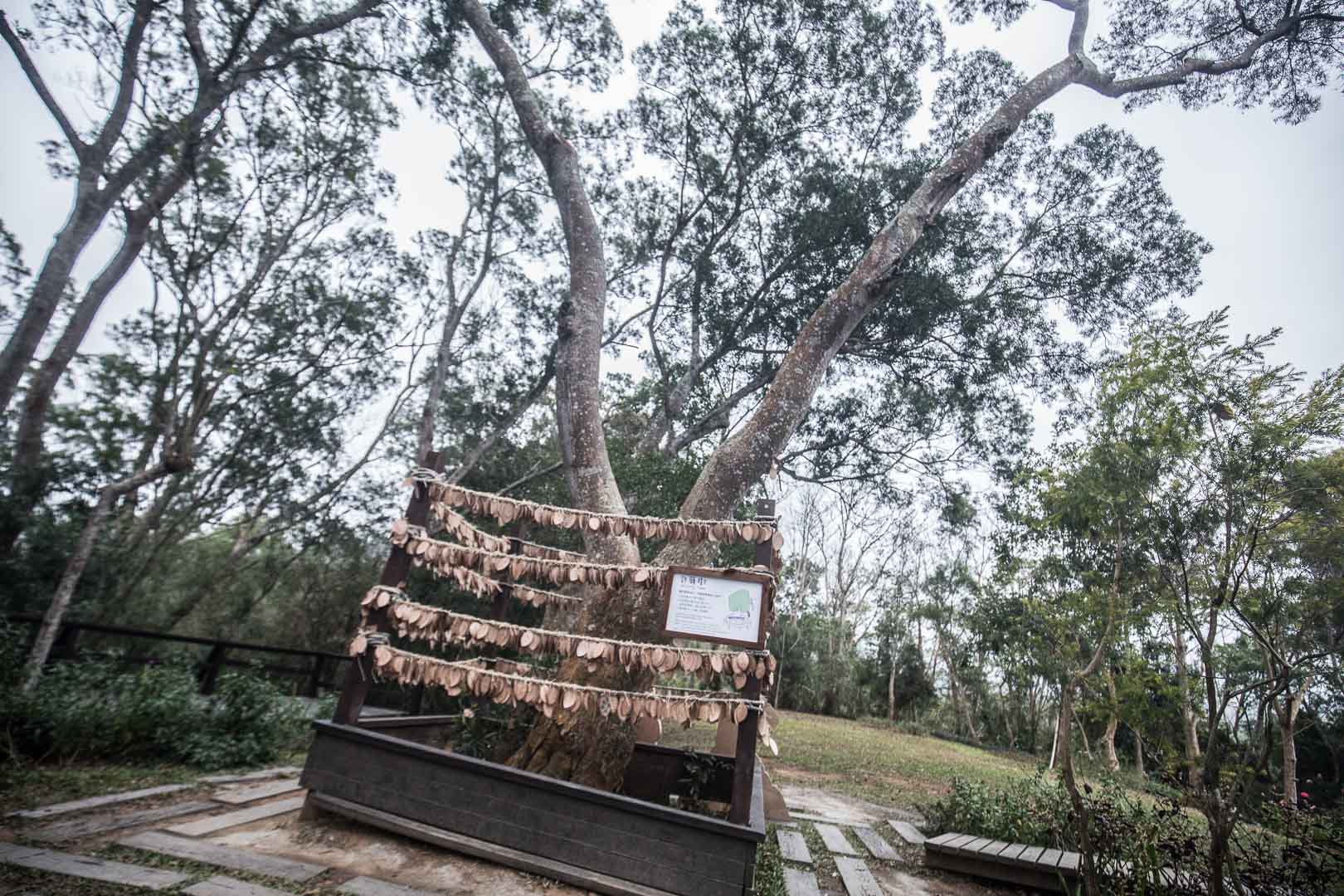 苗栗景點,苗栗旅遊,薰衣草森林,薰衣草森林明德店,苗栗薰衣草森林,苗栗親子景點,三義親子景點