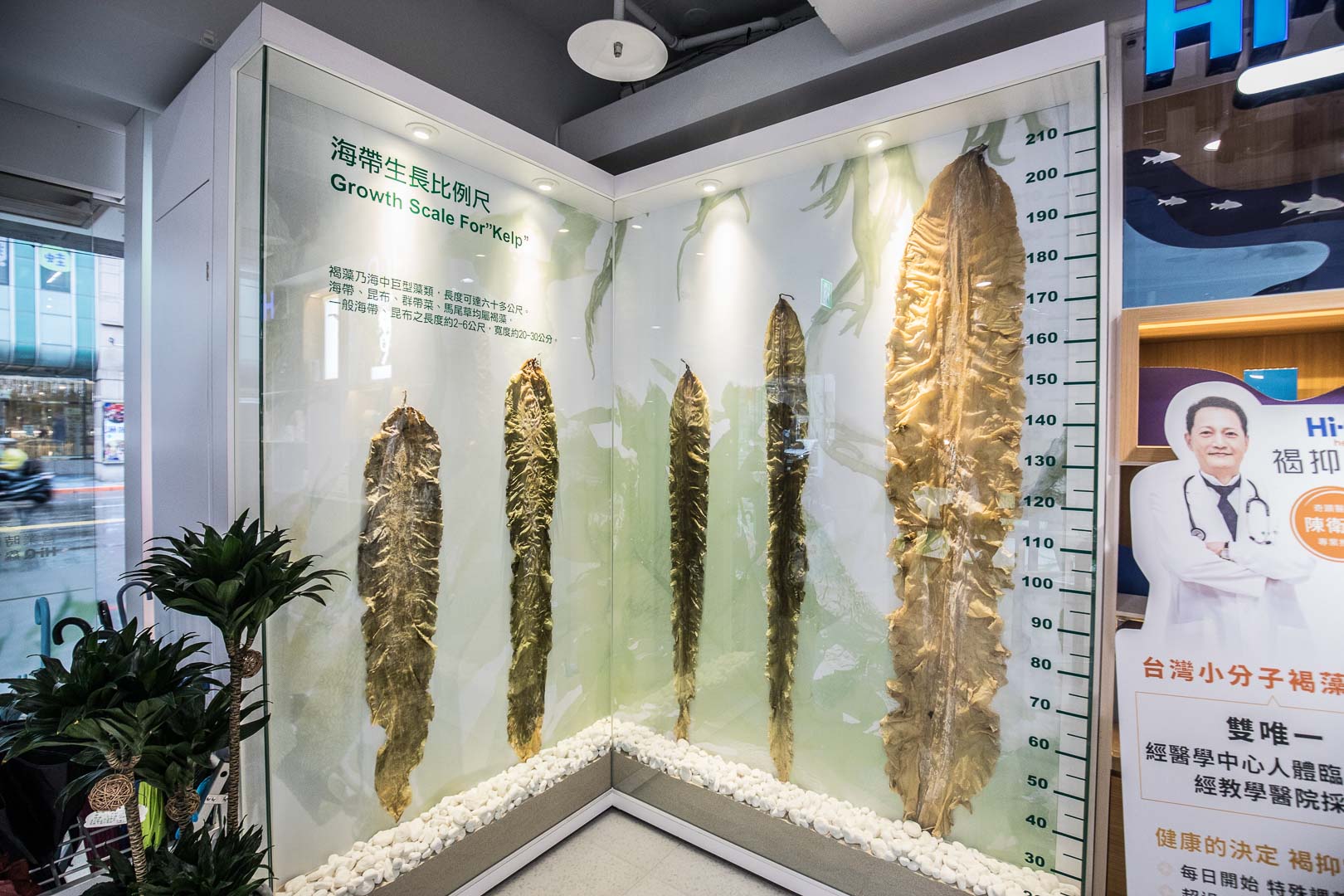 台北火鍋,台北海鮮火鍋,台北鍋物,台北海鮮鍋物,京華城美食,小巨蛋美食,Hi-Q褐藻生活館x鱻食,Hi-Q褐藻生活館