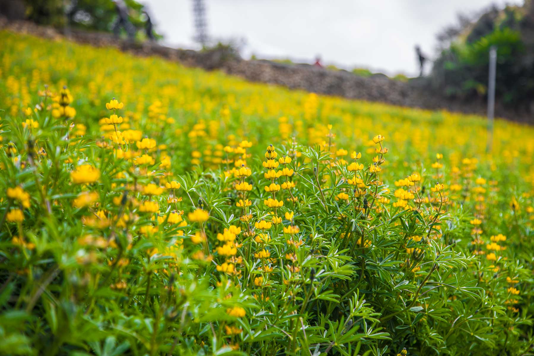 龍潭魯冰花,魯冰花季,2020年魯冰花季,2020龍潭魯冰花,大北坑魯冰花,桃園景點,龍潭景點,桃園魯冰花祭,桃園魯冰花