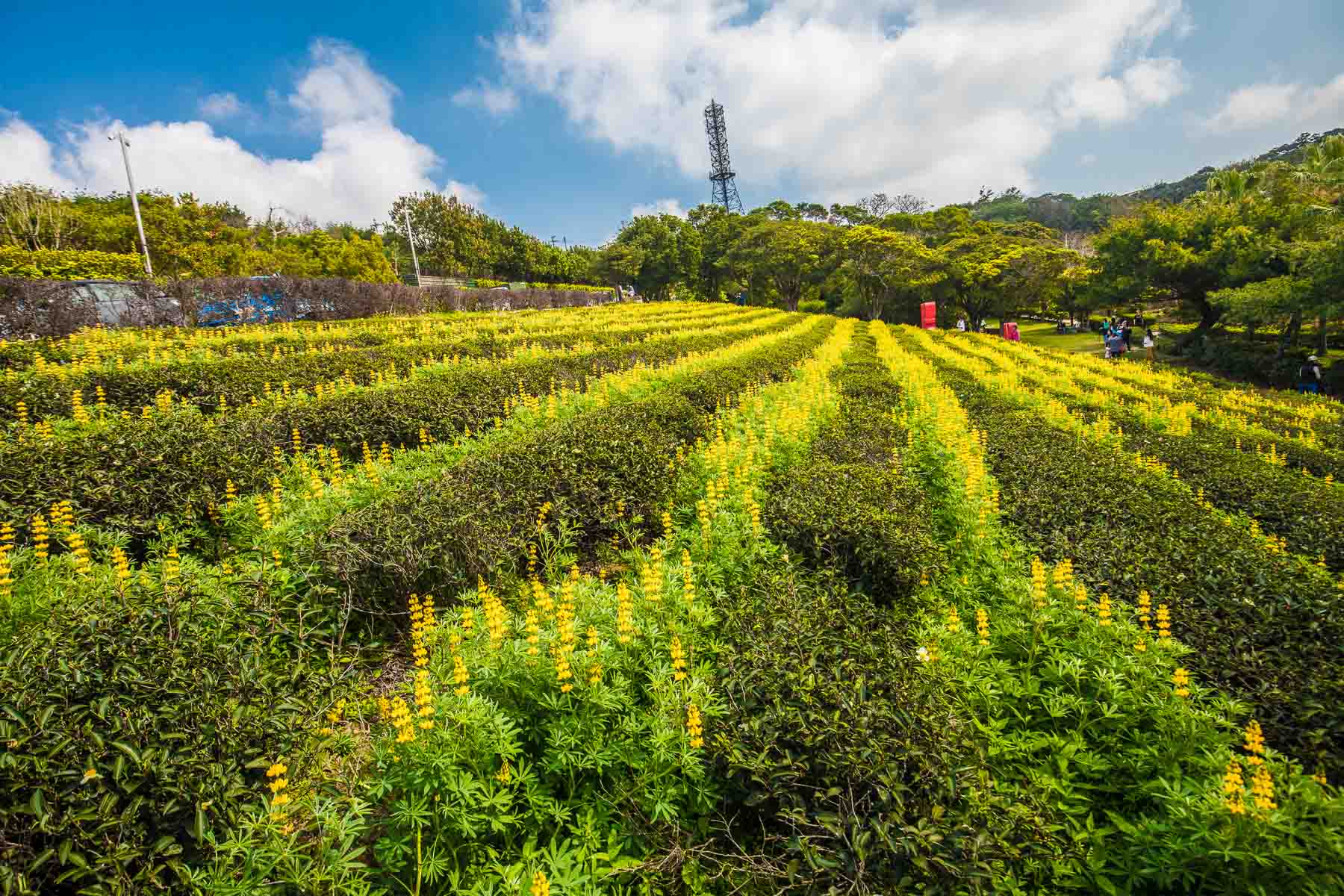 龍潭魯冰花,魯冰花季,2020年魯冰花季,2020龍潭魯冰花,大北坑魯冰花,桃園景點,龍潭景點,桃園魯冰花祭,桃園魯冰花
