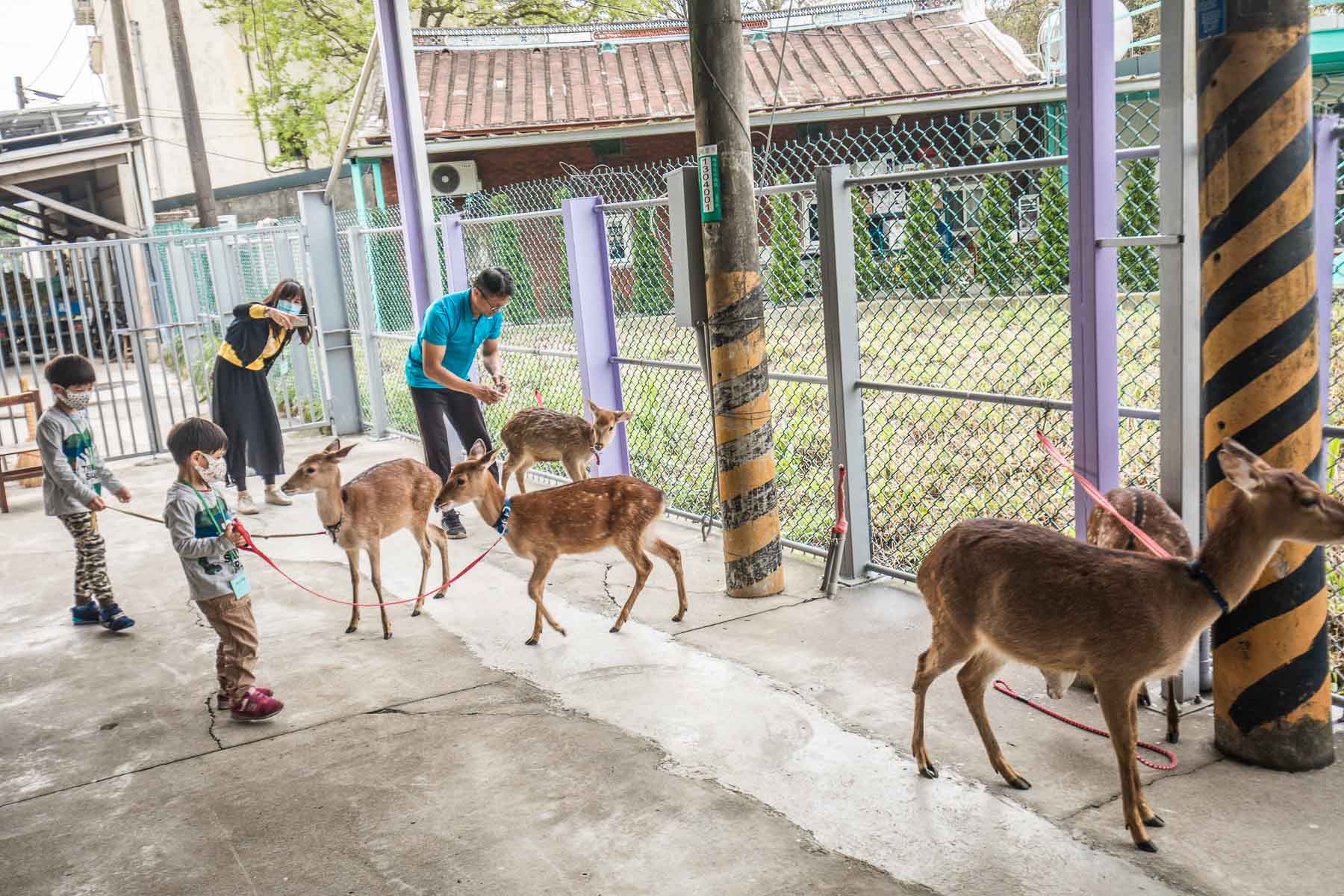 桃園景點,桃園必玩,桃園小鹿,桃園餵鹿,機捷景點,機捷必玩,山腳鹿場-水鹿之家,山腳鹿場