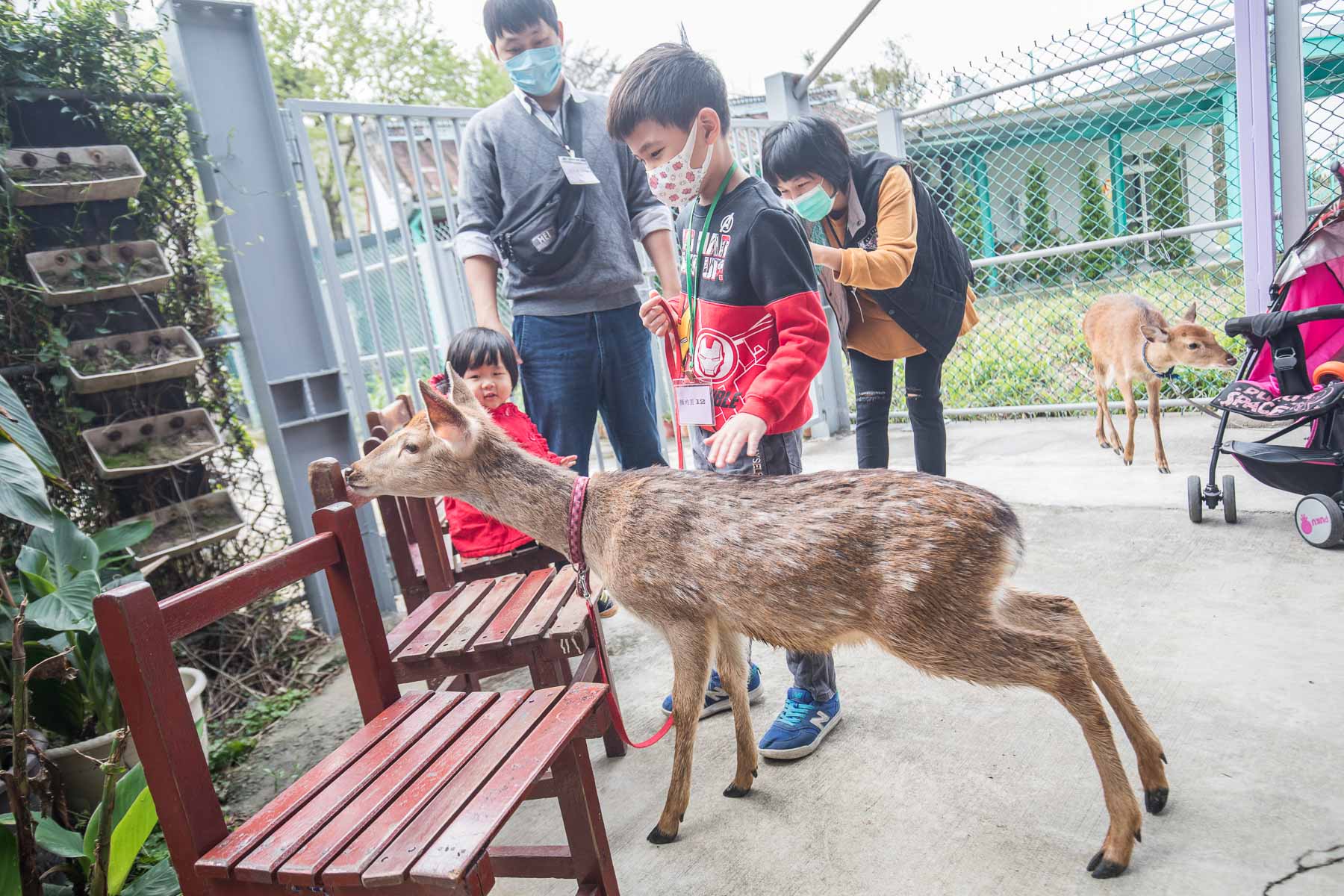 桃園景點,桃園必玩,桃園小鹿,桃園餵鹿,機捷景點,機捷必玩,山腳鹿場-水鹿之家,山腳鹿場