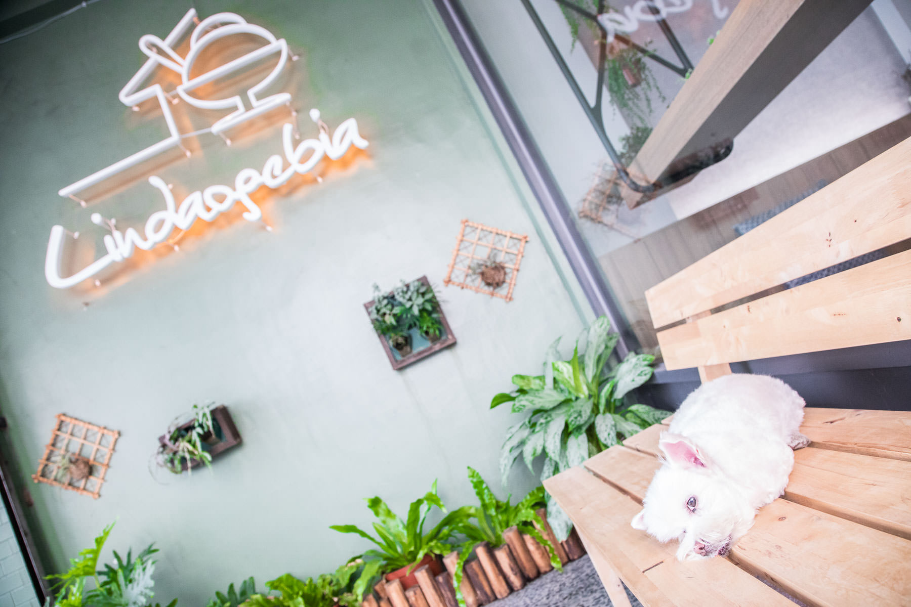 Lindaogebia 你家隔壁冰品店,Lindaogebia,你家隔壁冰品店,你家隔壁,嘉義甜點,嘉義刨冰,嘉義網美,嘉義打卡,嘉義美食,嘉義必吃,嘉義小吃