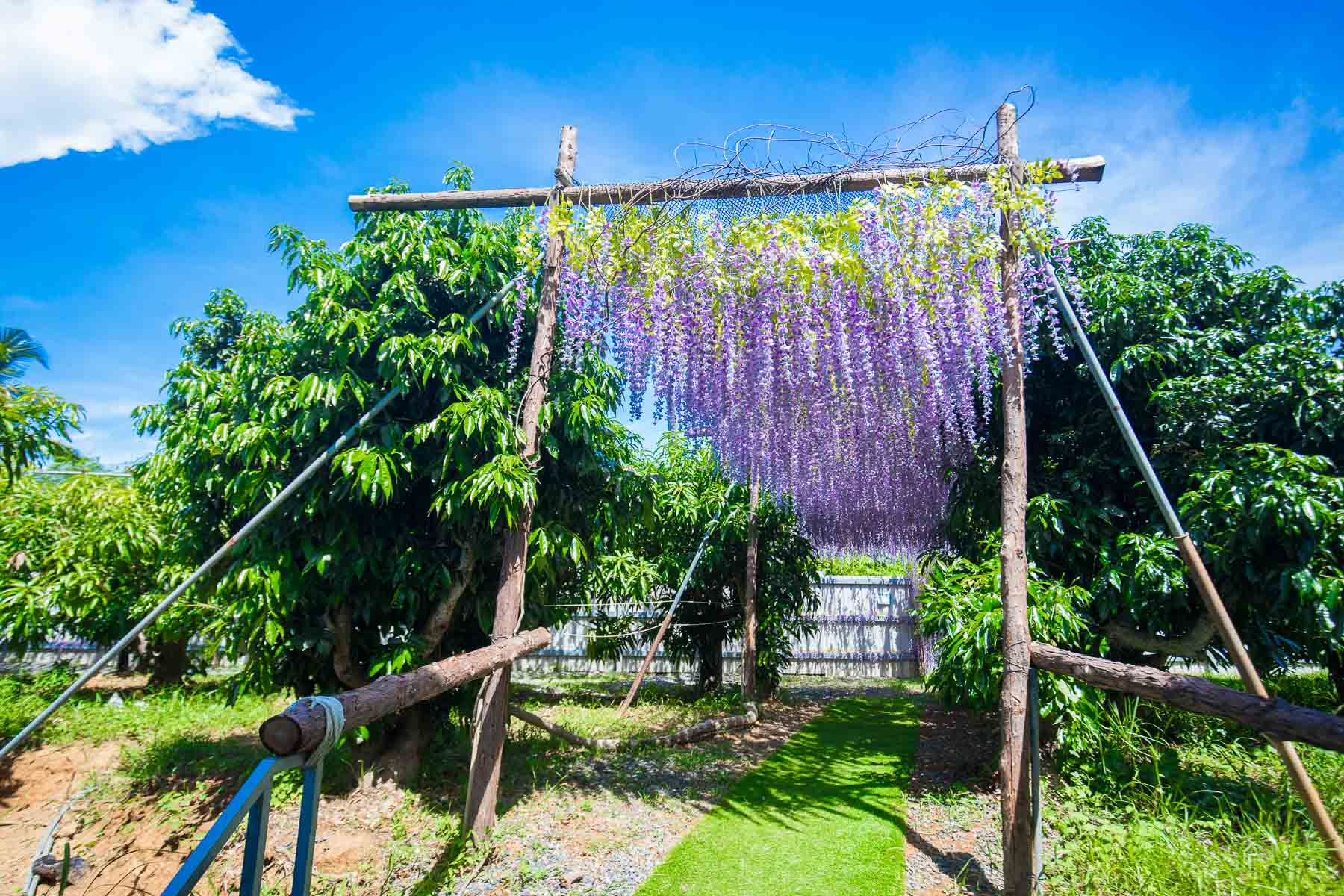 小琉球鹿粼梅花鹿,小琉球景點,小琉球梅花鹿,小琉球必去,小琉球鹿粼-梅花鹿生態園區