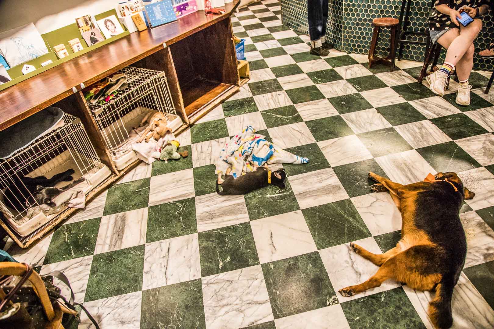 台北浪浪別哭,台北寵物中途餐廳,台北景點,台北美食,台北寵物餐廳,浪浪別哭,流浪動物之家,流浪動物中途