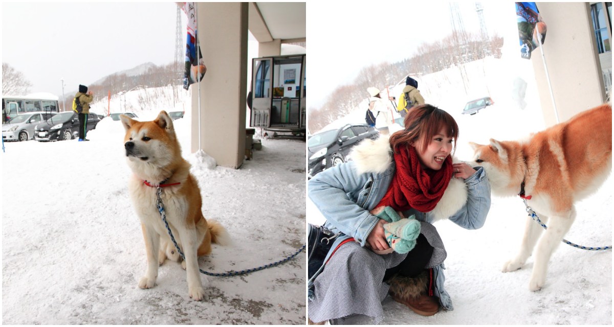 戀戀秋田犬主題路線,樂吃夠！日本,秋田旅遊,台灣近畿旅行社,阿仁滑雪場,森吉山樹冰,森吉山 @大手牽小手。玩樂趣