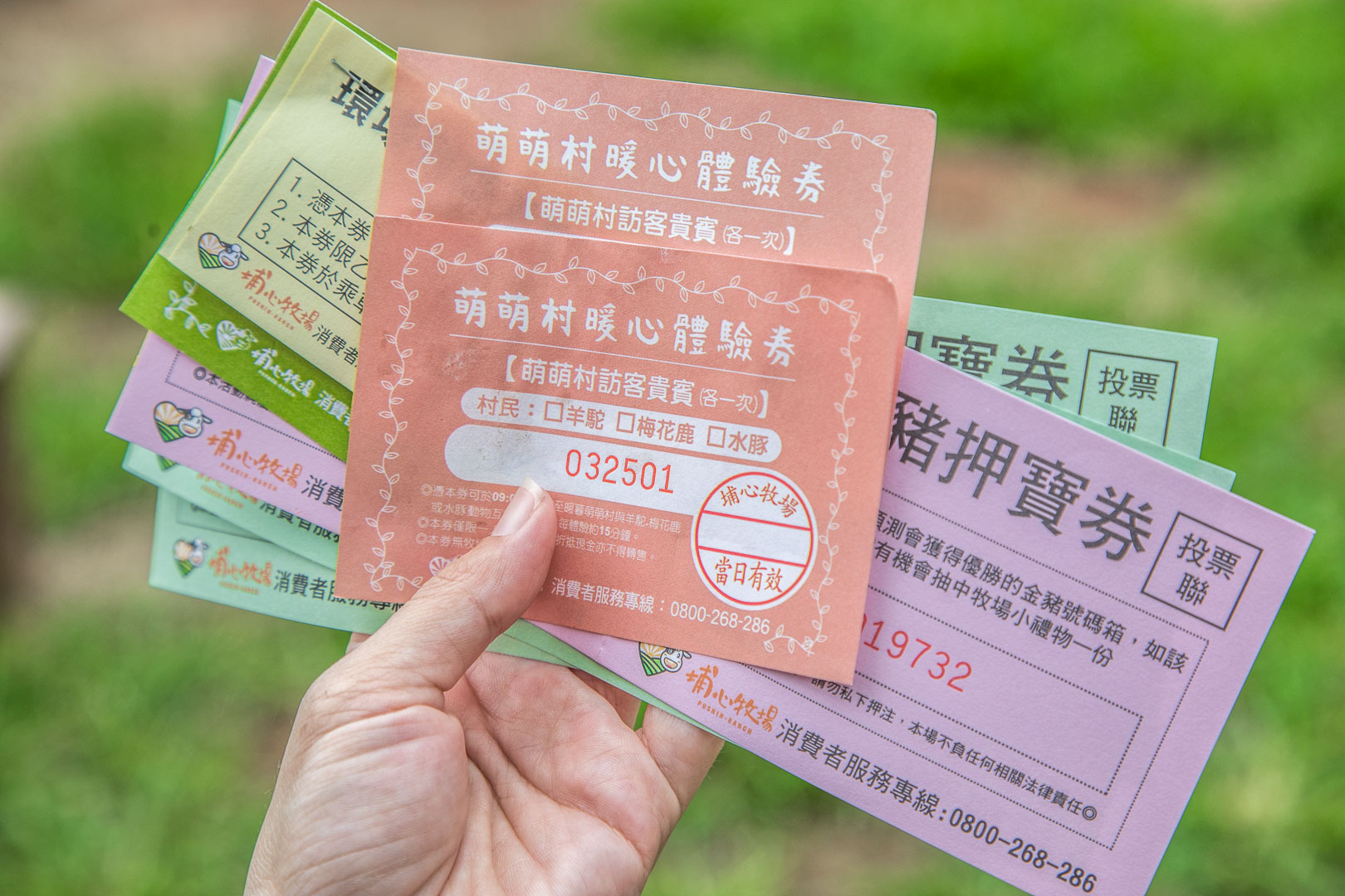 桃園景點,埔心牧場,暖暮萌萌村,埔心牧場暖暮萌萌村,桃園梅花鹿,桃園水豚君,桃園水豚,埔心牧場水豚