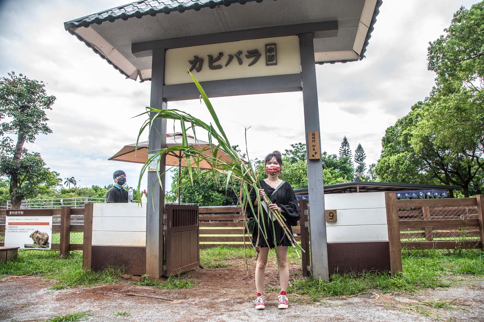 桃園景點,埔心牧場,暖暮萌萌村,埔心牧場暖暮萌萌村,桃園梅花鹿,桃園水豚君,桃園水豚,埔心牧場水豚