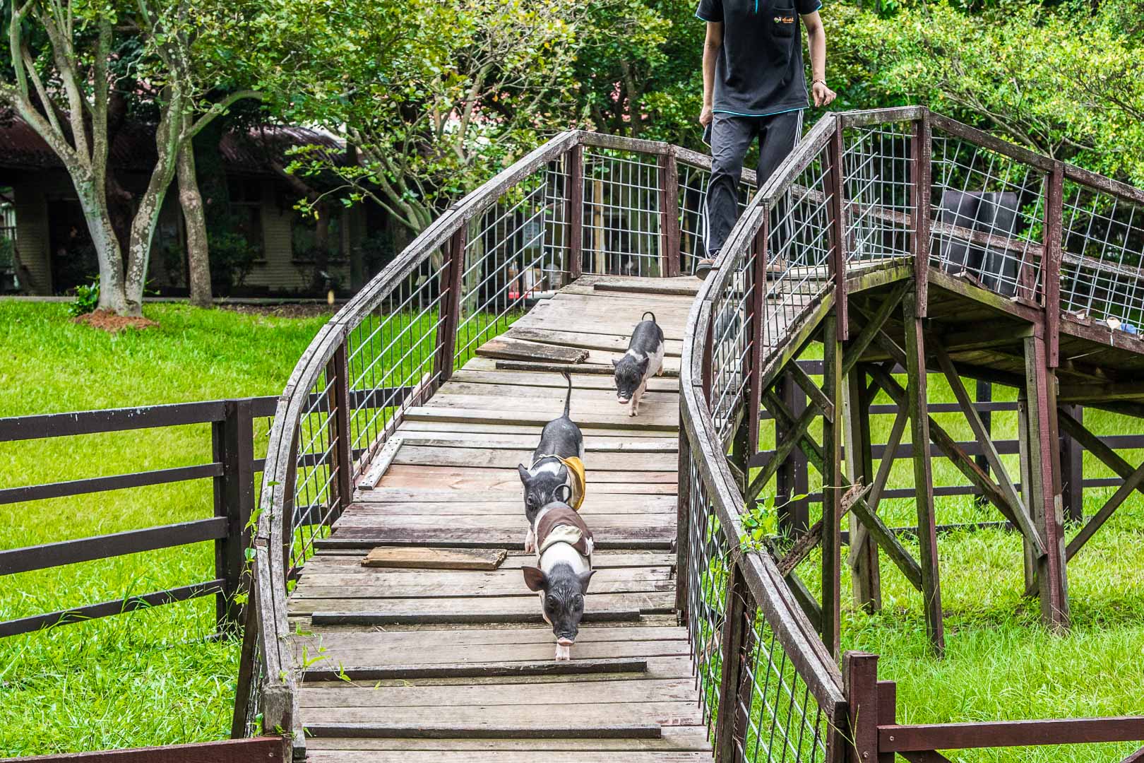 桃園景點,埔心牧場,暖暮萌萌村,埔心牧場暖暮萌萌村,桃園梅花鹿,桃園水豚君,桃園水豚,埔心牧場水豚