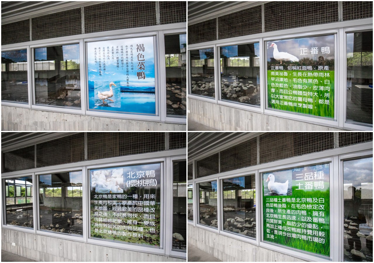 宜蘭景點,宜蘭親子景點,礁溪親子景點,礁溪景點,甲鳥園複合式養鴨農場