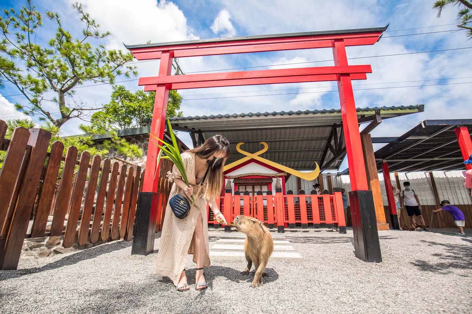 宜蘭動物農場,宜蘭小動物,宜蘭農場,宜蘭水豚君,宜蘭草泥馬,宜蘭梅花鹿,宜蘭水豚,張美阿嬤農場,宜蘭張美阿嬤農場,宜蘭親子景點,宜蘭親子農場