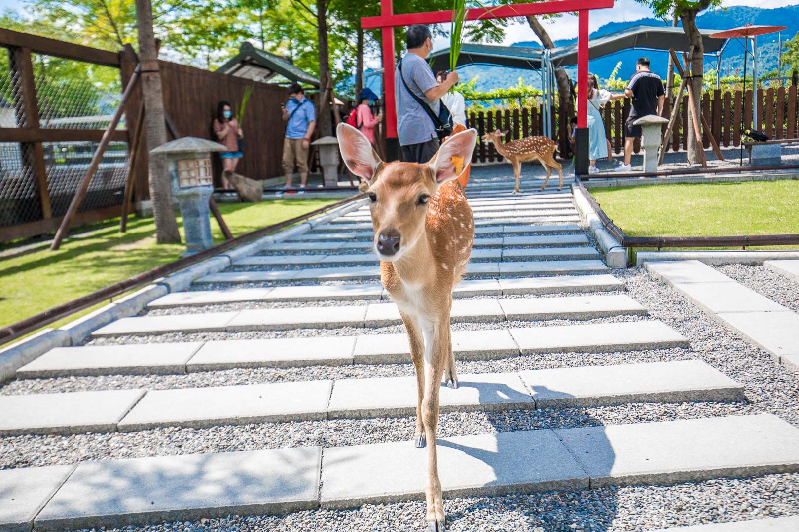 宜蘭動物農場,宜蘭小動物,宜蘭農場,宜蘭水豚君,宜蘭草泥馬,宜蘭梅花鹿,宜蘭水豚,張美阿嬤農場,宜蘭張美阿嬤農場,宜蘭親子景點,宜蘭親子農場