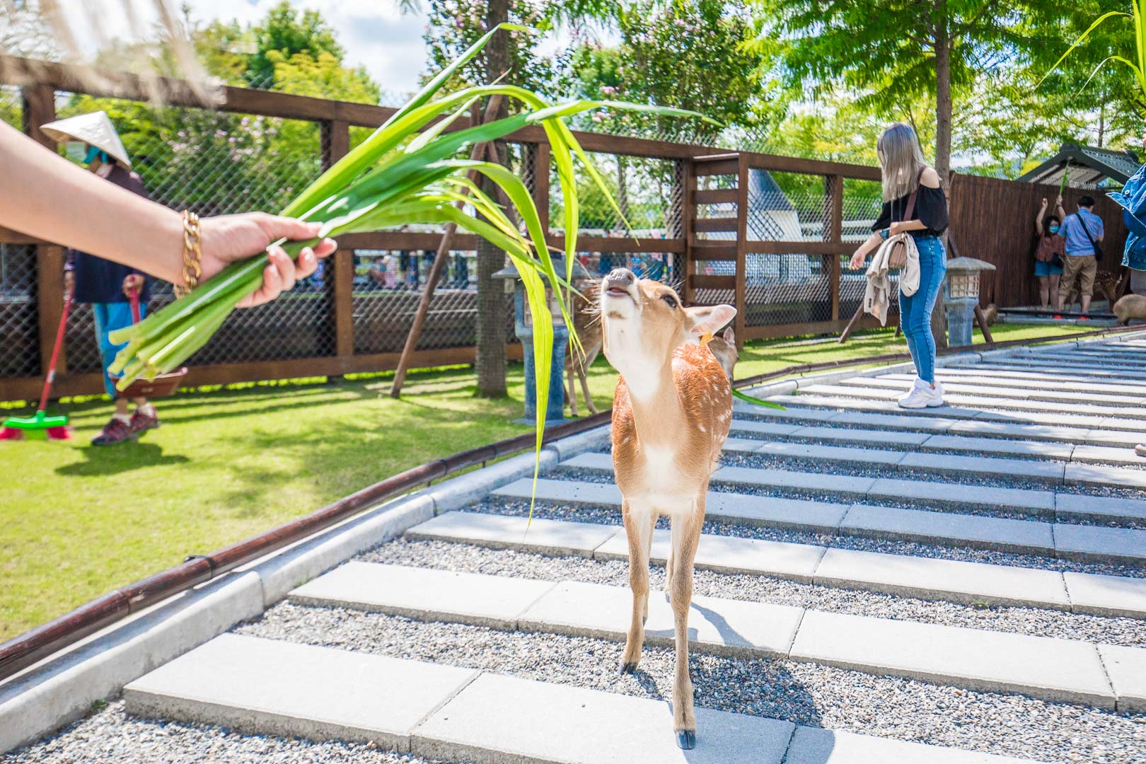 宜蘭動物農場,宜蘭小動物,宜蘭農場,宜蘭水豚君,宜蘭草泥馬,宜蘭梅花鹿,宜蘭水豚,張美阿嬤農場,宜蘭張美阿嬤農場,宜蘭親子景點,宜蘭親子農場