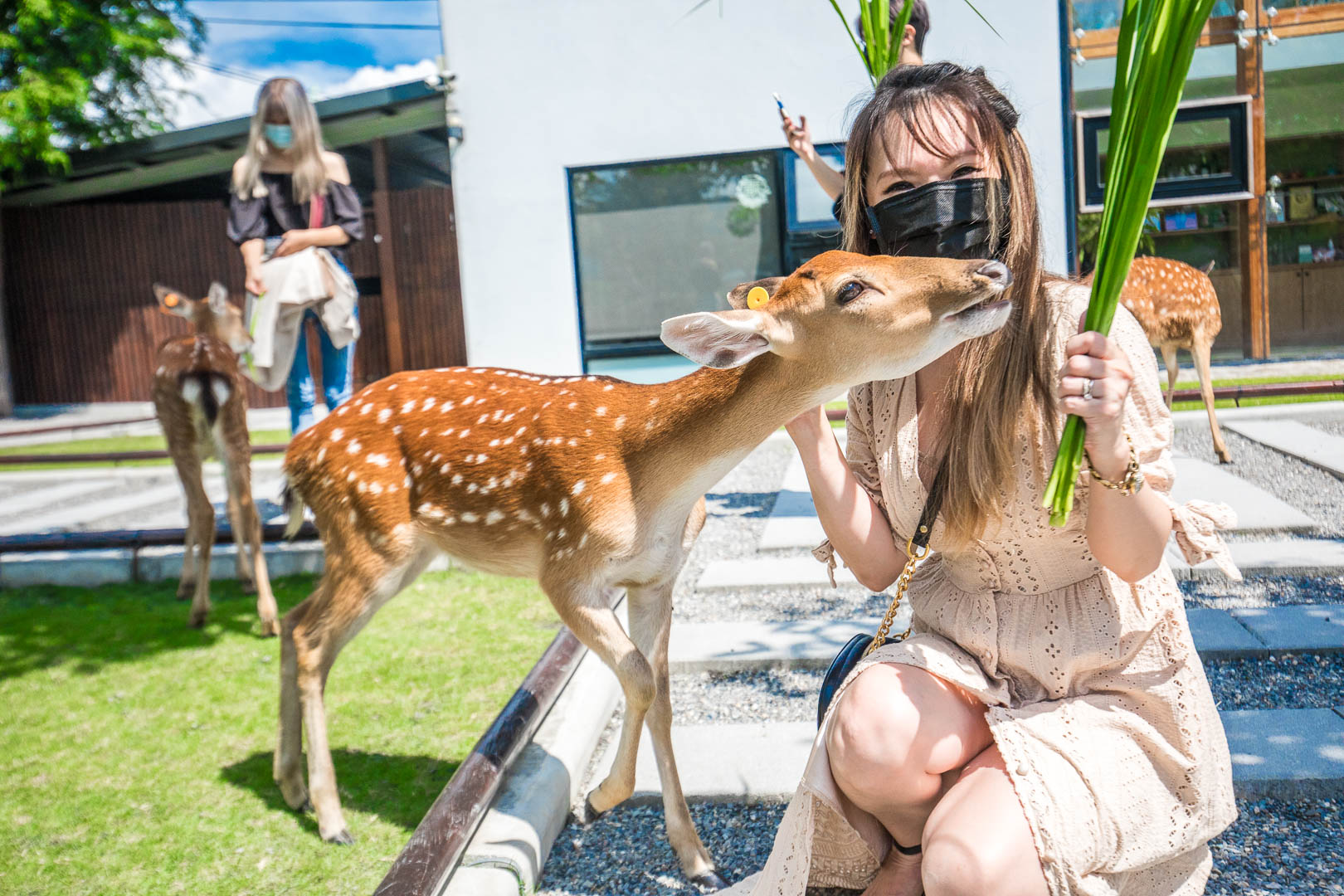 宜蘭動物農場,宜蘭小動物,宜蘭農場,宜蘭水豚君,宜蘭草泥馬,宜蘭梅花鹿,宜蘭水豚,張美阿嬤農場,宜蘭張美阿嬤農場,宜蘭親子景點,宜蘭親子農場