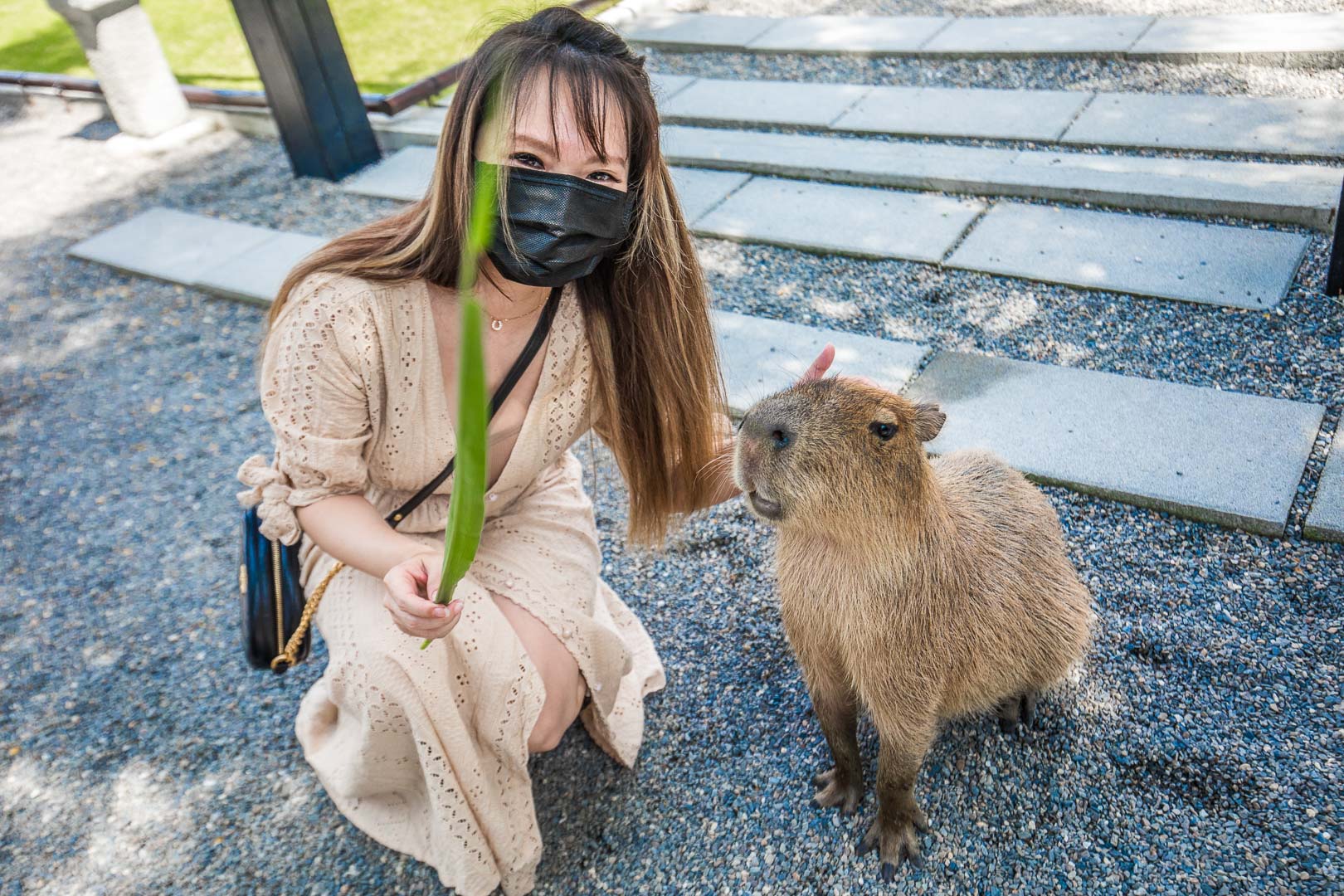 宜蘭動物農場,宜蘭小動物,宜蘭農場,宜蘭水豚君,宜蘭草泥馬,宜蘭梅花鹿,宜蘭水豚,張美阿嬤農場,宜蘭張美阿嬤農場,宜蘭親子景點,宜蘭親子農場