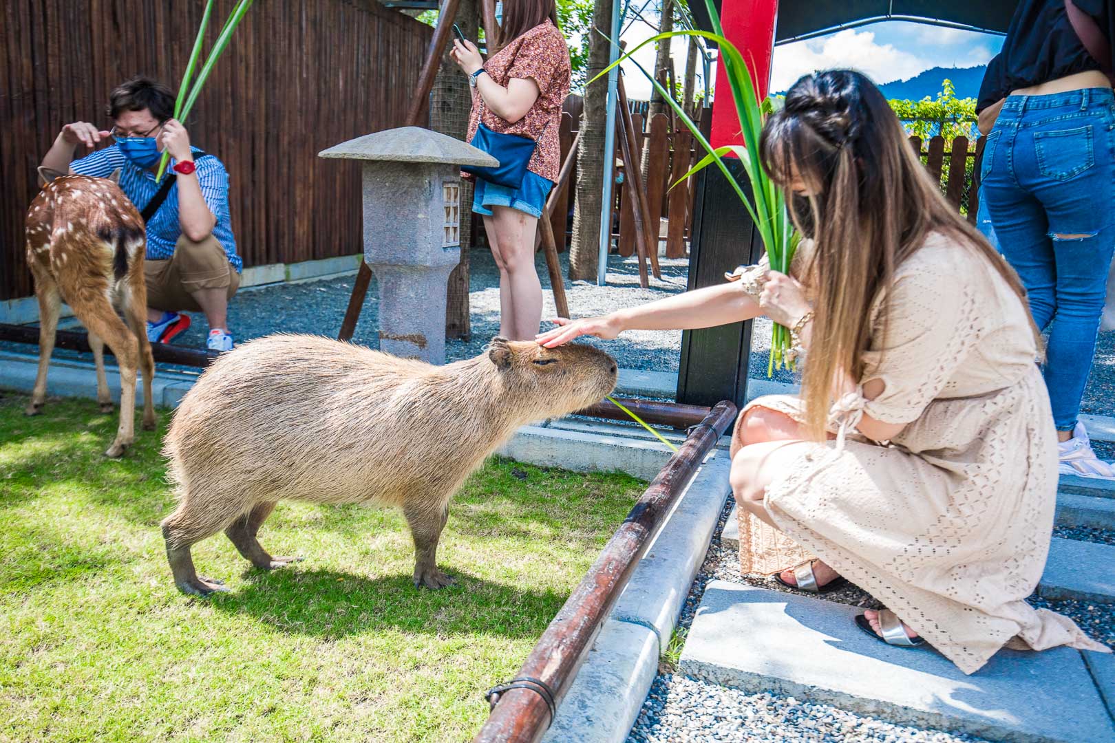 宜蘭動物農場,宜蘭小動物,宜蘭農場,宜蘭水豚君,宜蘭草泥馬,宜蘭梅花鹿,宜蘭水豚,張美阿嬤農場,宜蘭張美阿嬤農場,宜蘭親子景點,宜蘭親子農場