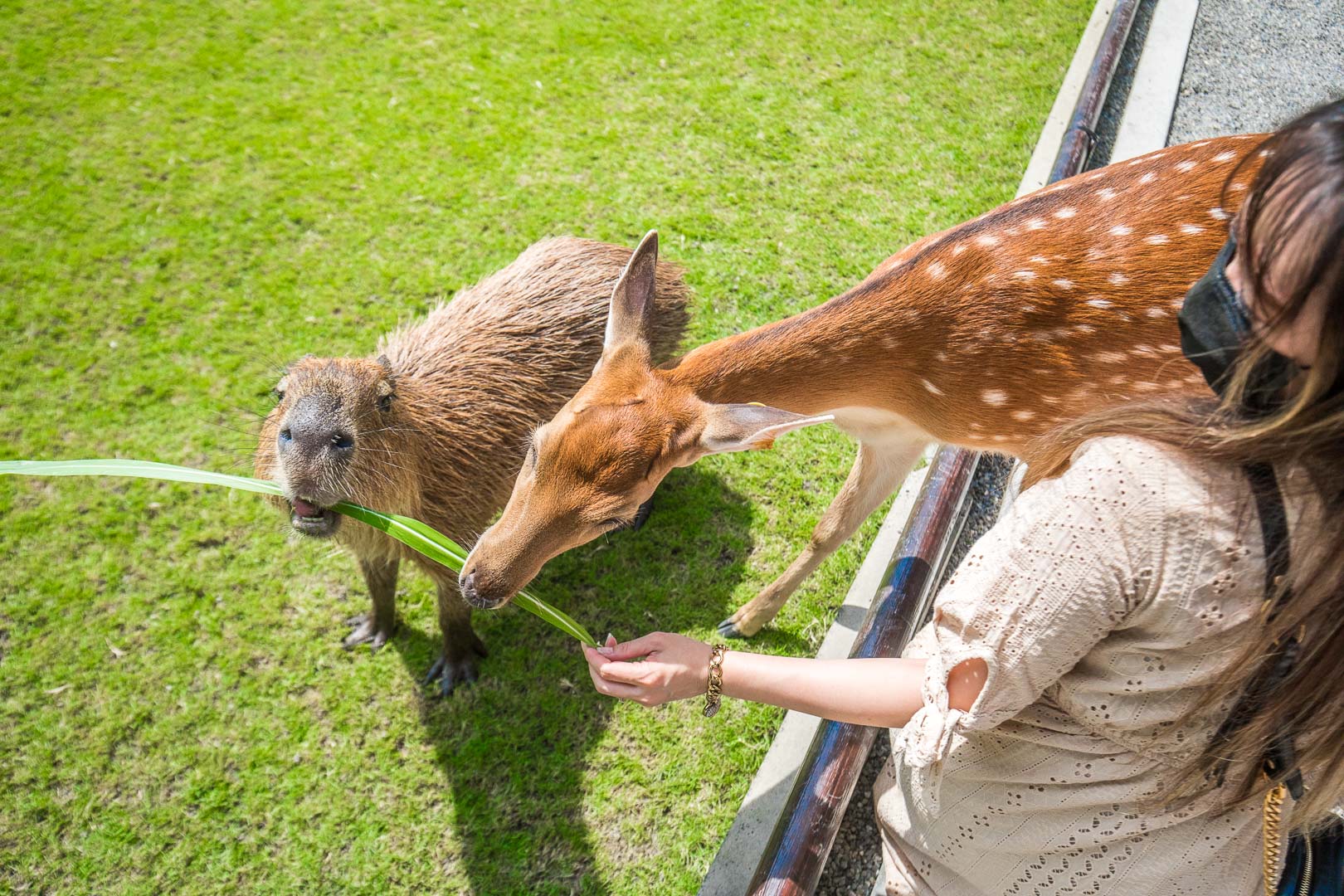 宜蘭動物農場,宜蘭小動物,宜蘭農場,宜蘭水豚君,宜蘭草泥馬,宜蘭梅花鹿,宜蘭水豚,張美阿嬤農場,宜蘭張美阿嬤農場,宜蘭親子景點,宜蘭親子農場